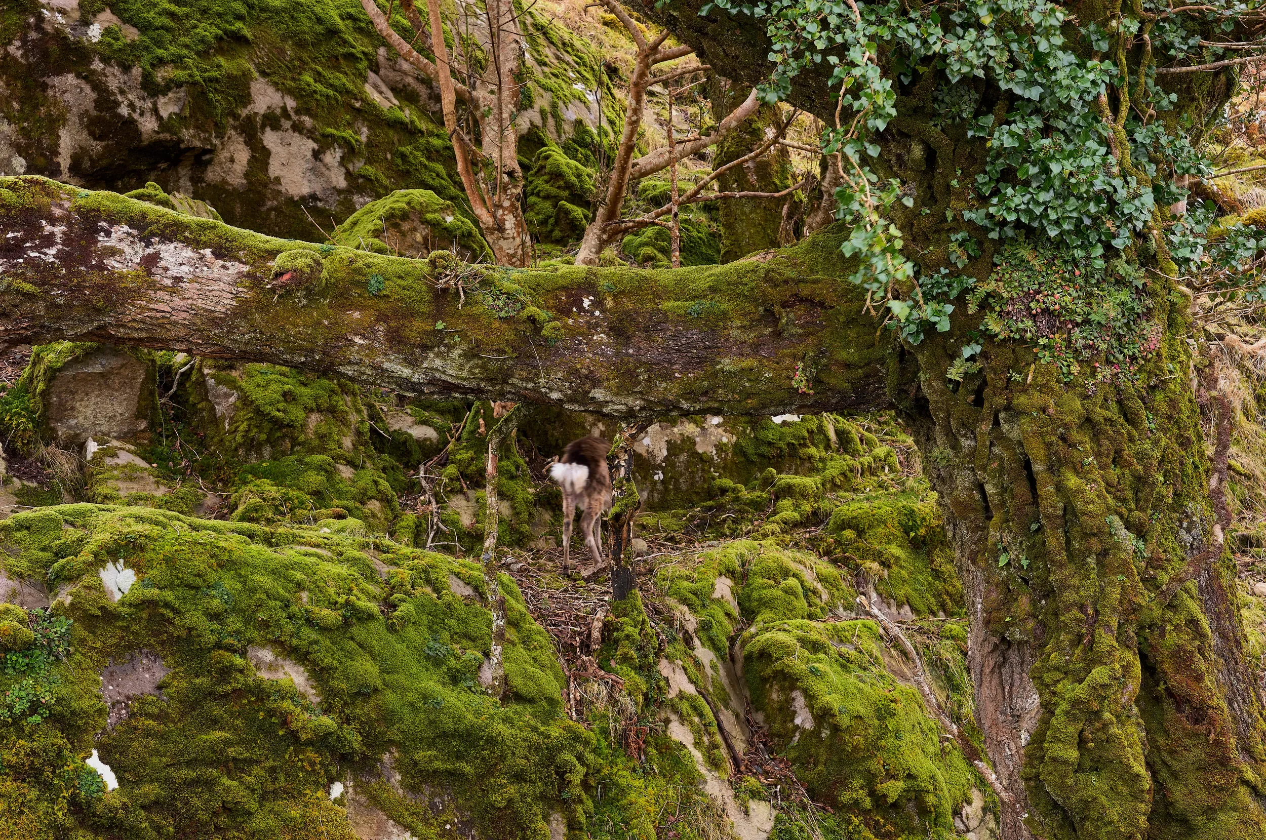   Hidden Presence   / A glimpse of a shy sika deer hidden in the lush woodland / Killarney National Park, 2024   KYI-073