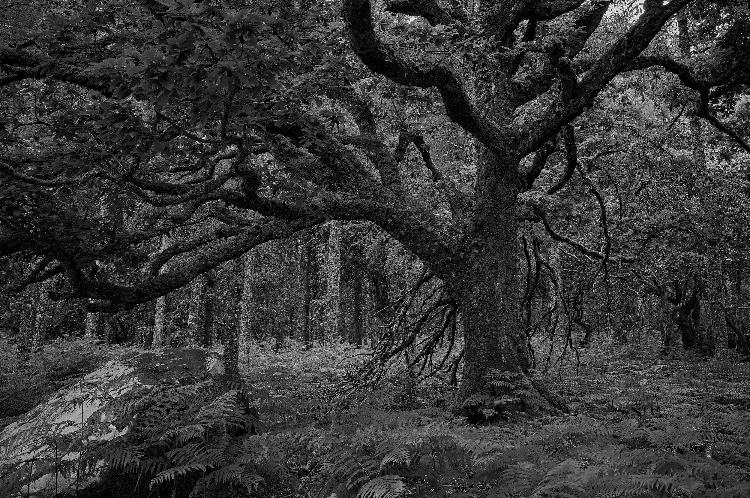   Woodland Cathedral   / Sweeping branches forming a dramatic woodland canopy / Killarney National Park, 2024   KYI-076