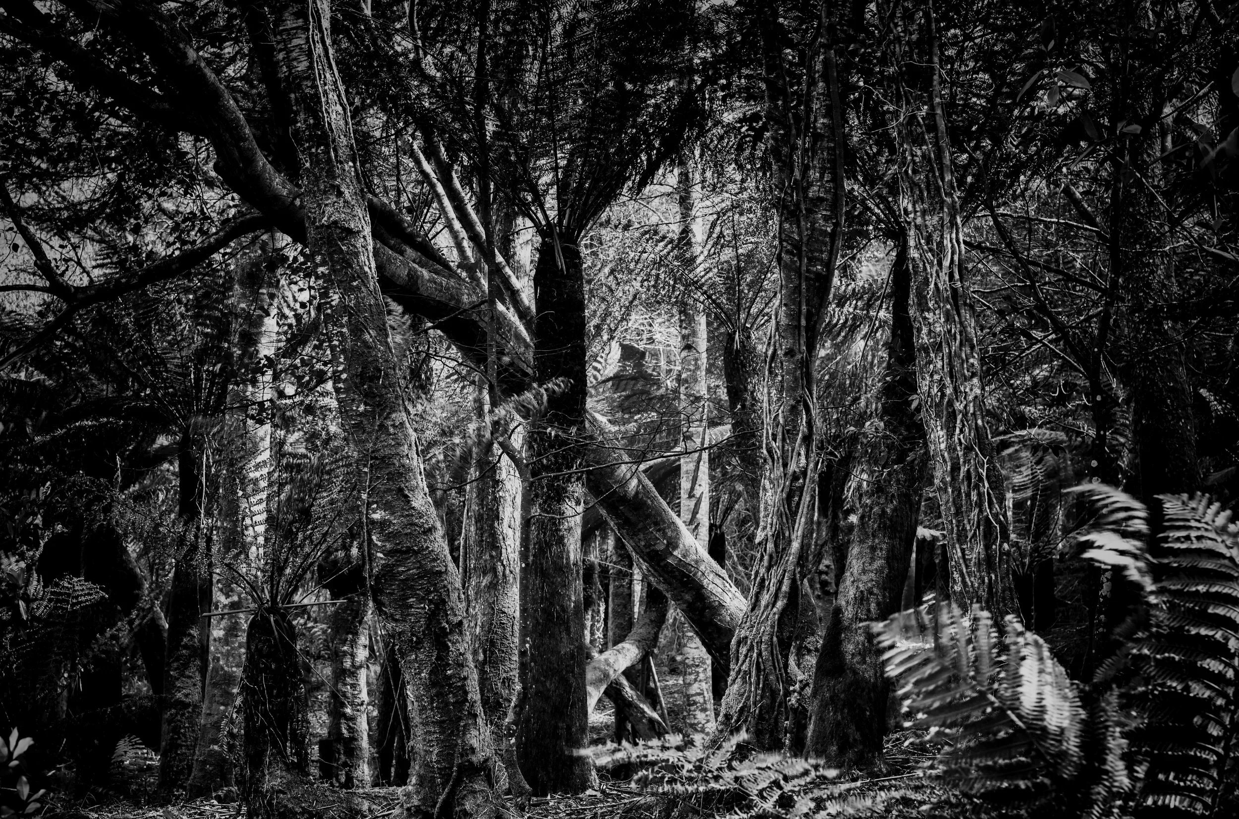   Entangled Silence   / An intricate interplay of light and shadow in Kells Garden / Ring of Kerry, 2022   KYI-023