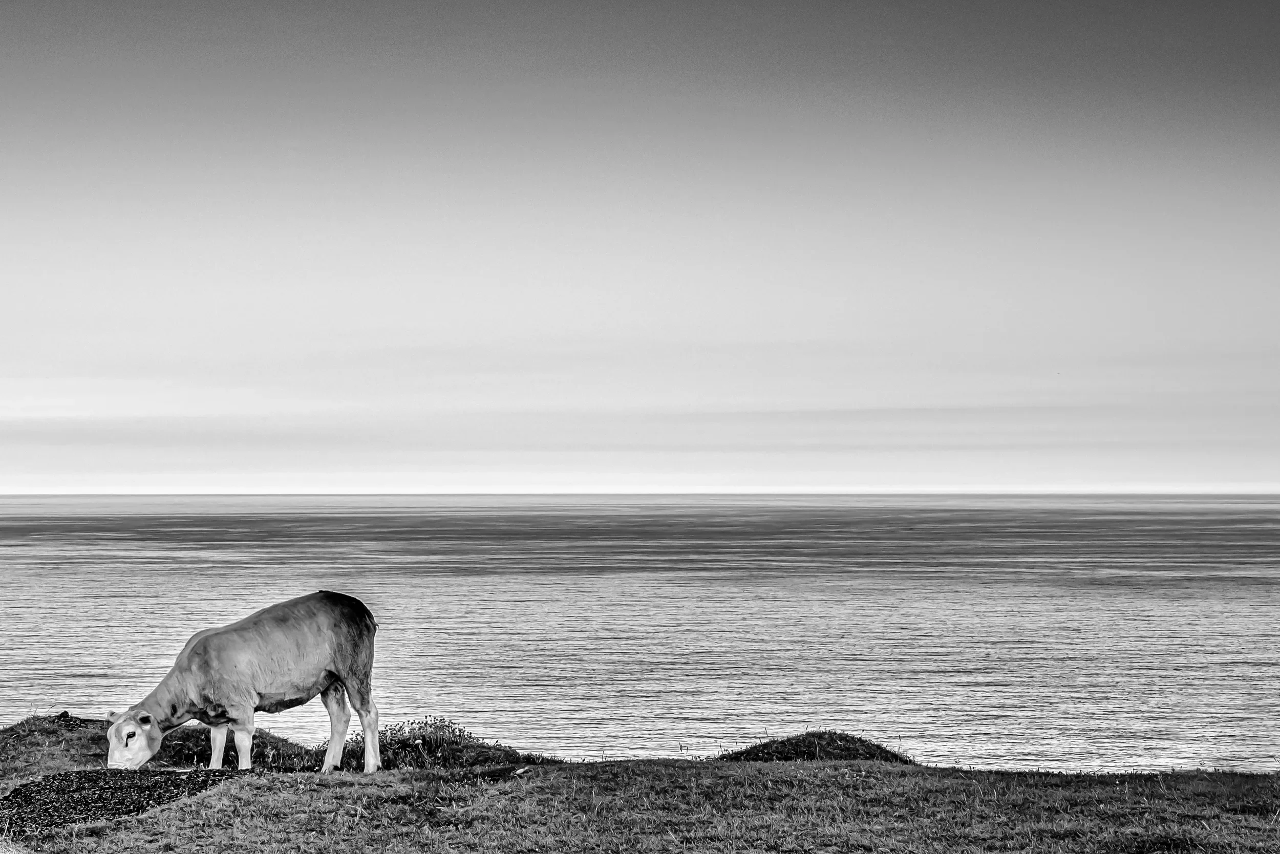   A Peaceful Moment   / The gentle simplicity of grazing beneath an endless horizon on Valentia Island / Ring of Kerry, 2021   KYI-081