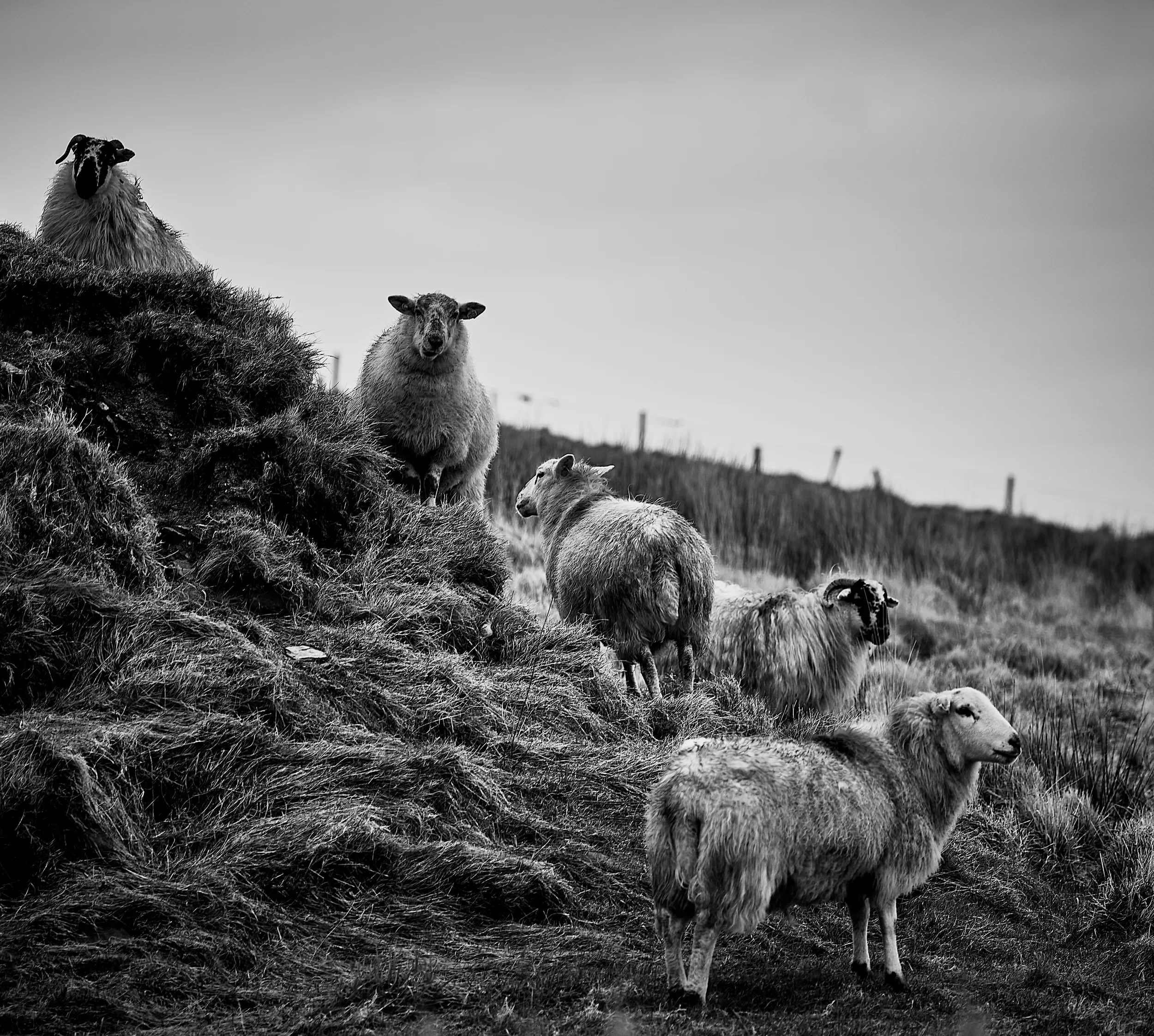   The Curious Few   / A playful gathering of sheep on Valentia Island, each with its own character / Ring of Kerry, 2024   KYI-080