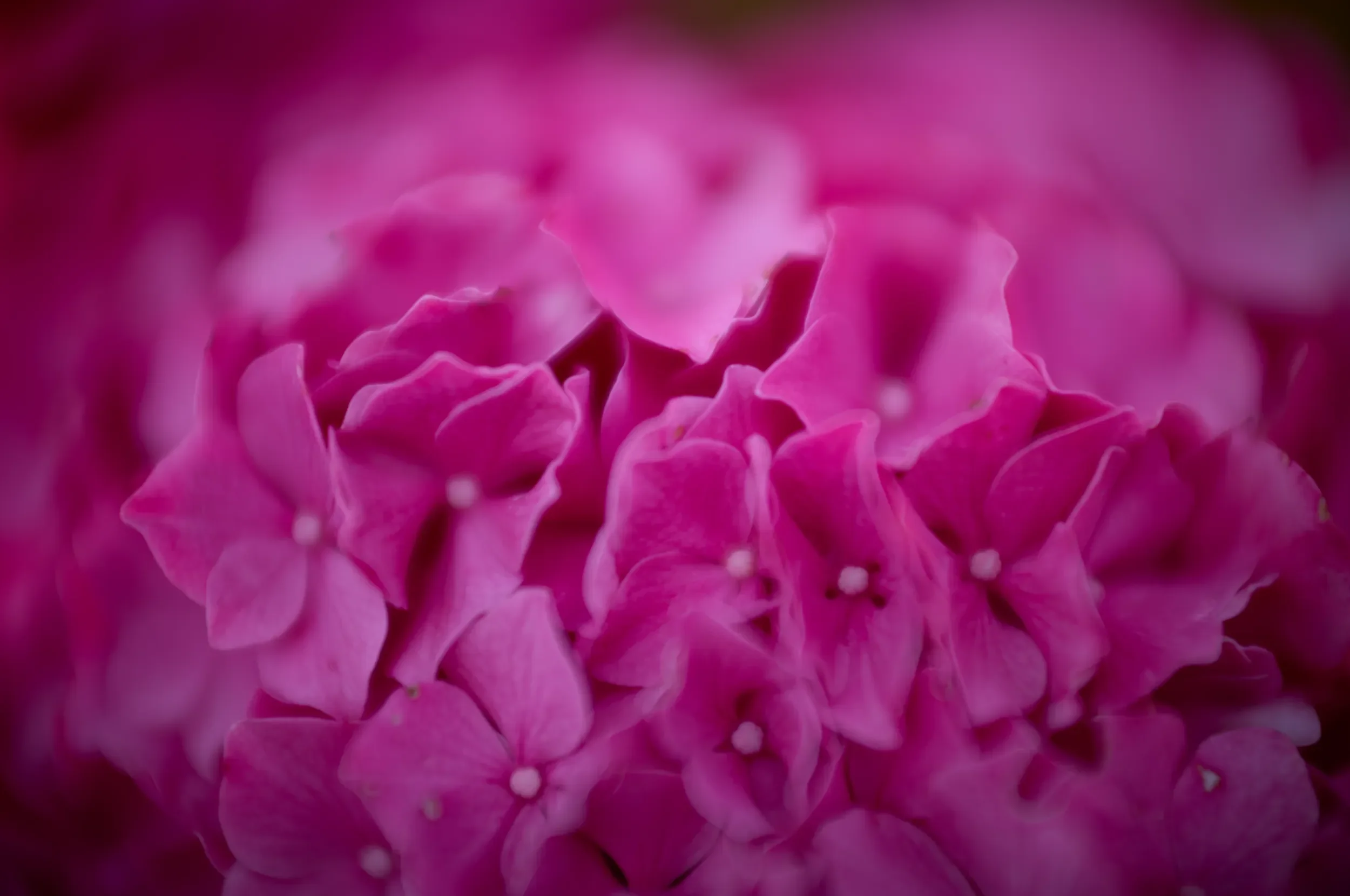   Pink Reverie   / Dreamlike layers of pink dissolving into soft focus / Hydrangea, 2026    BOT-003