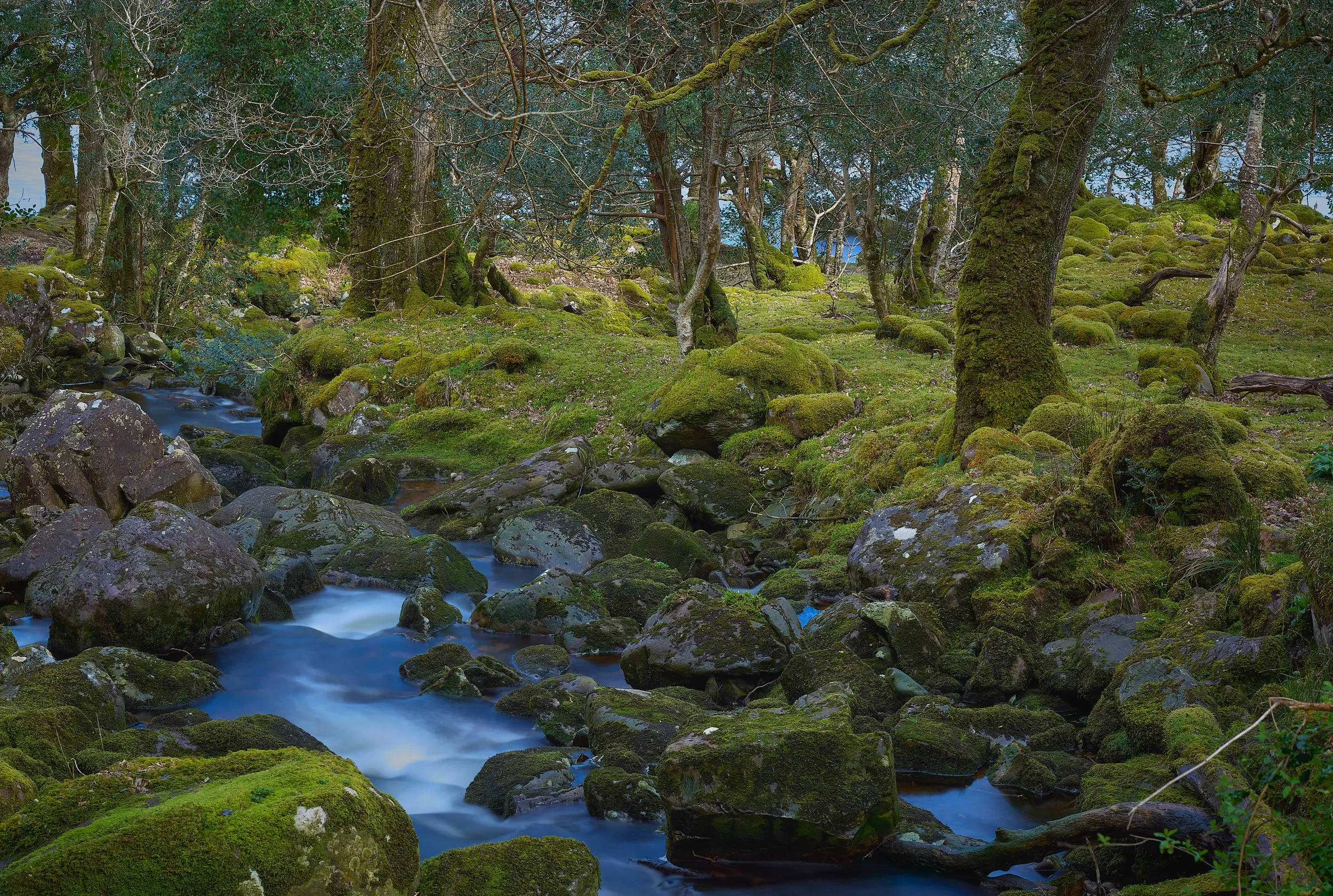   The Hidden Stream   / A silken veil flowing over O’Sullivan’s Cascade, Tomies Wood / Killarney National Park, 2024   KYI-075