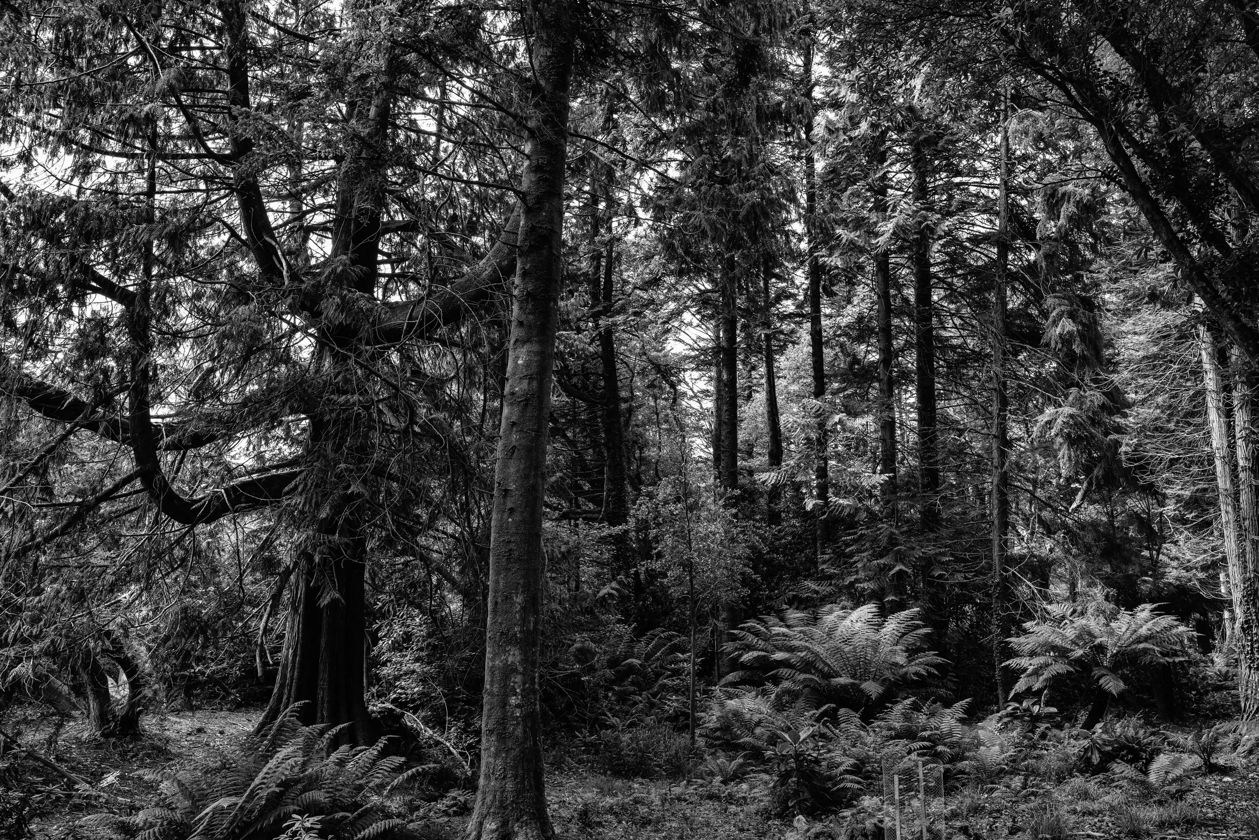   Silent Guards   / Bended trees in Derreen Park, Lauragh / Ring of Beara, 2021   KYB-001
