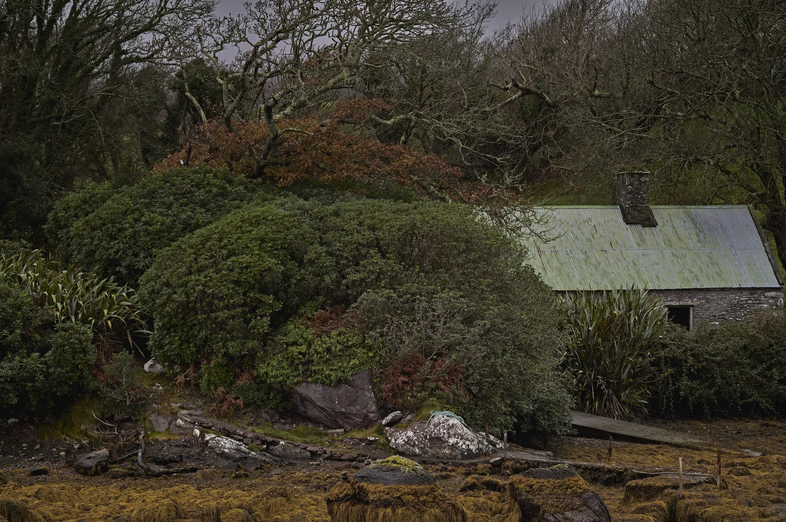   Stillness at Westcove   / Rhododendrons and seaweed in the immediate vicinity / Ring of Kerry, 2025   IRP-014