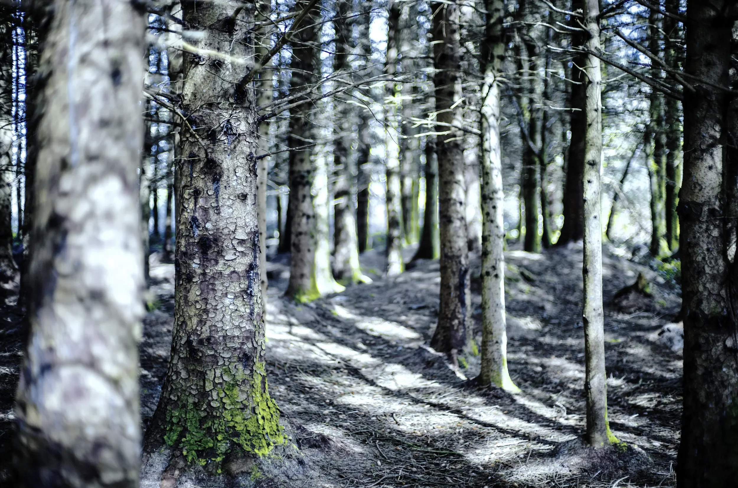   Emerald Light   / Soft focus and dappled light creating a dreamy Kells Garden / Ring of Kerry, 2022   KYI-022