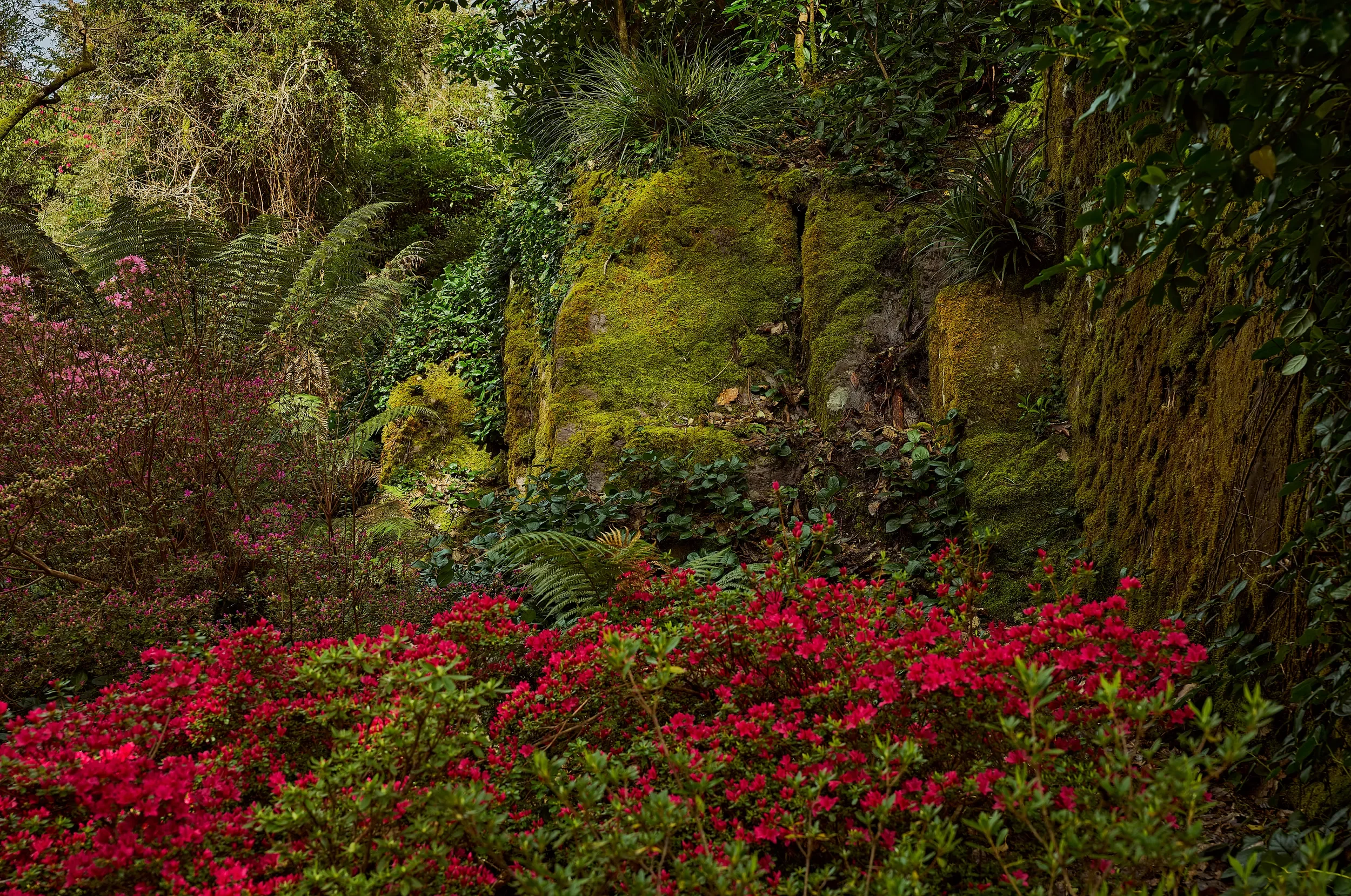   A Touch of Crimson   / Vibrant blossoms contrasting with lush woodland greens / Killarney National Park, 2024   KYI-075