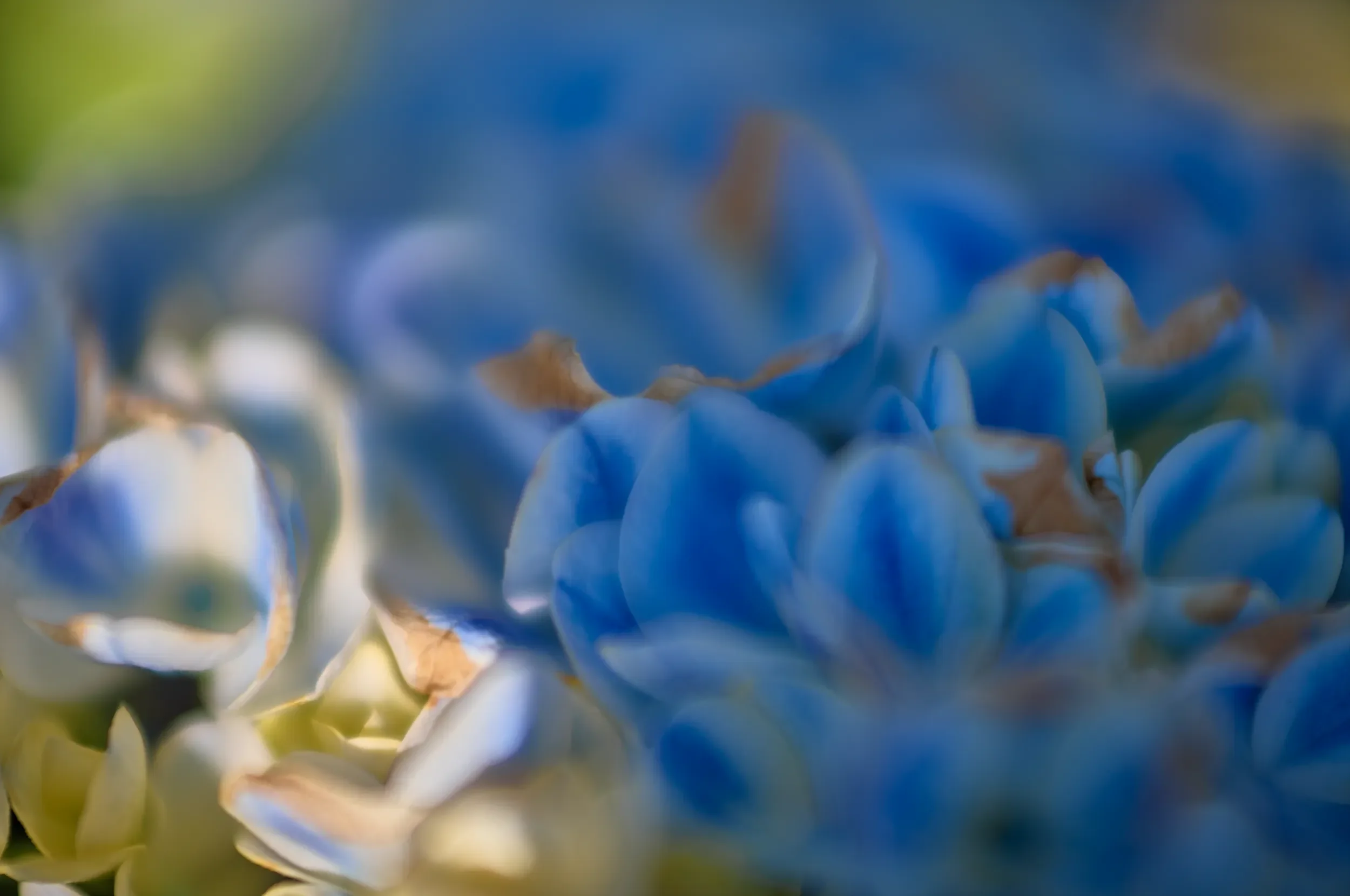  Blue in Bloom   / Soft transitions of light, colour and delicate forms / Hydrangea, 2026    BOT-002
