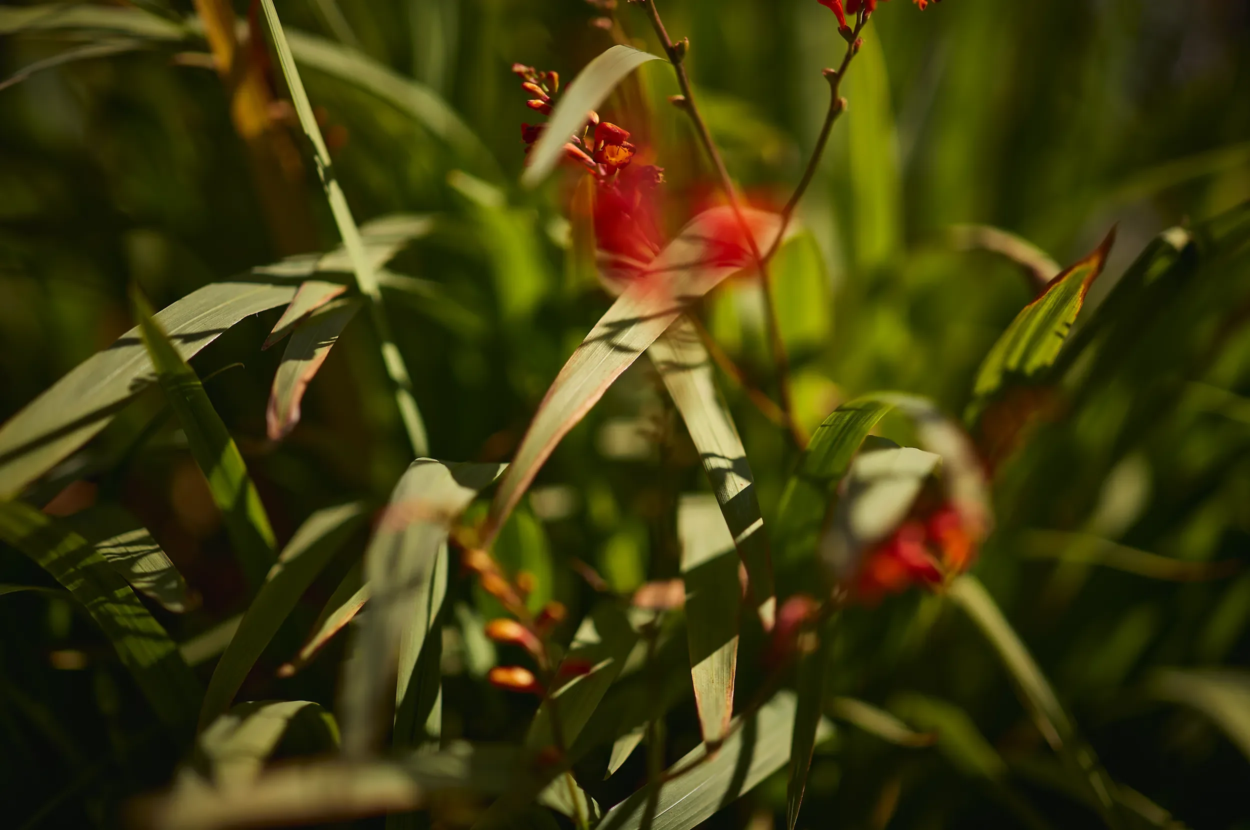   Fleeting Light   / Glimpses of red and gold amidst soft green textures / Montbrezia, 2026    BOT-005