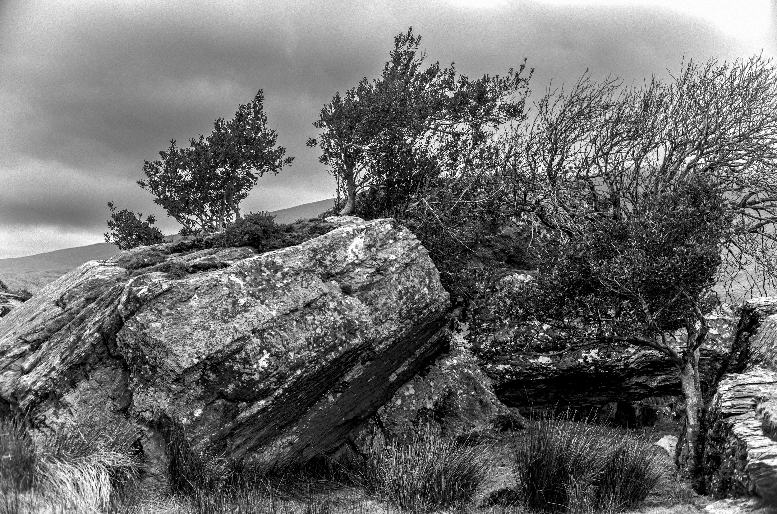   Against the Elements   / Weathered trees and rock along the shores of Lough Currane near Waterville/ Skellig Ring, 2021   KYI-043