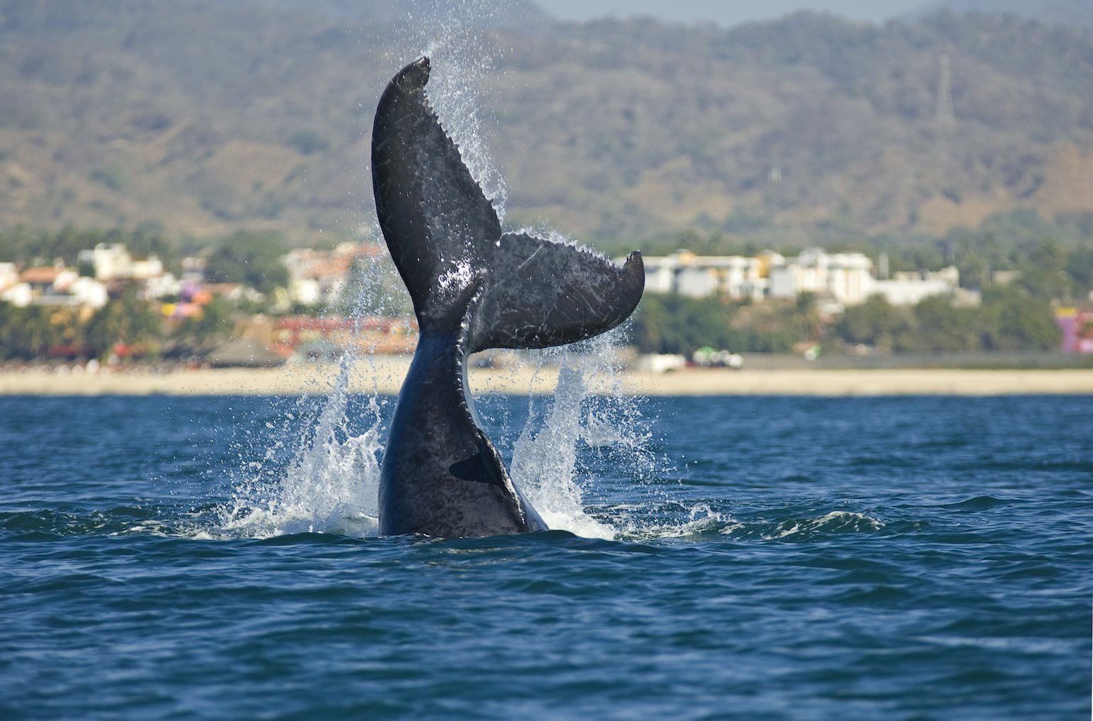 MILAGRO WHALE.jpg