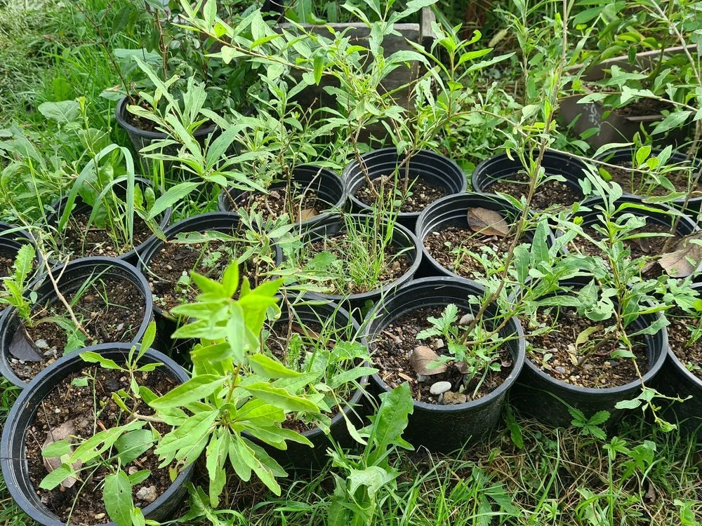 Goji - Lycium barbarum - sadnice - NIJE DOSTUPNO OVE SEZONE