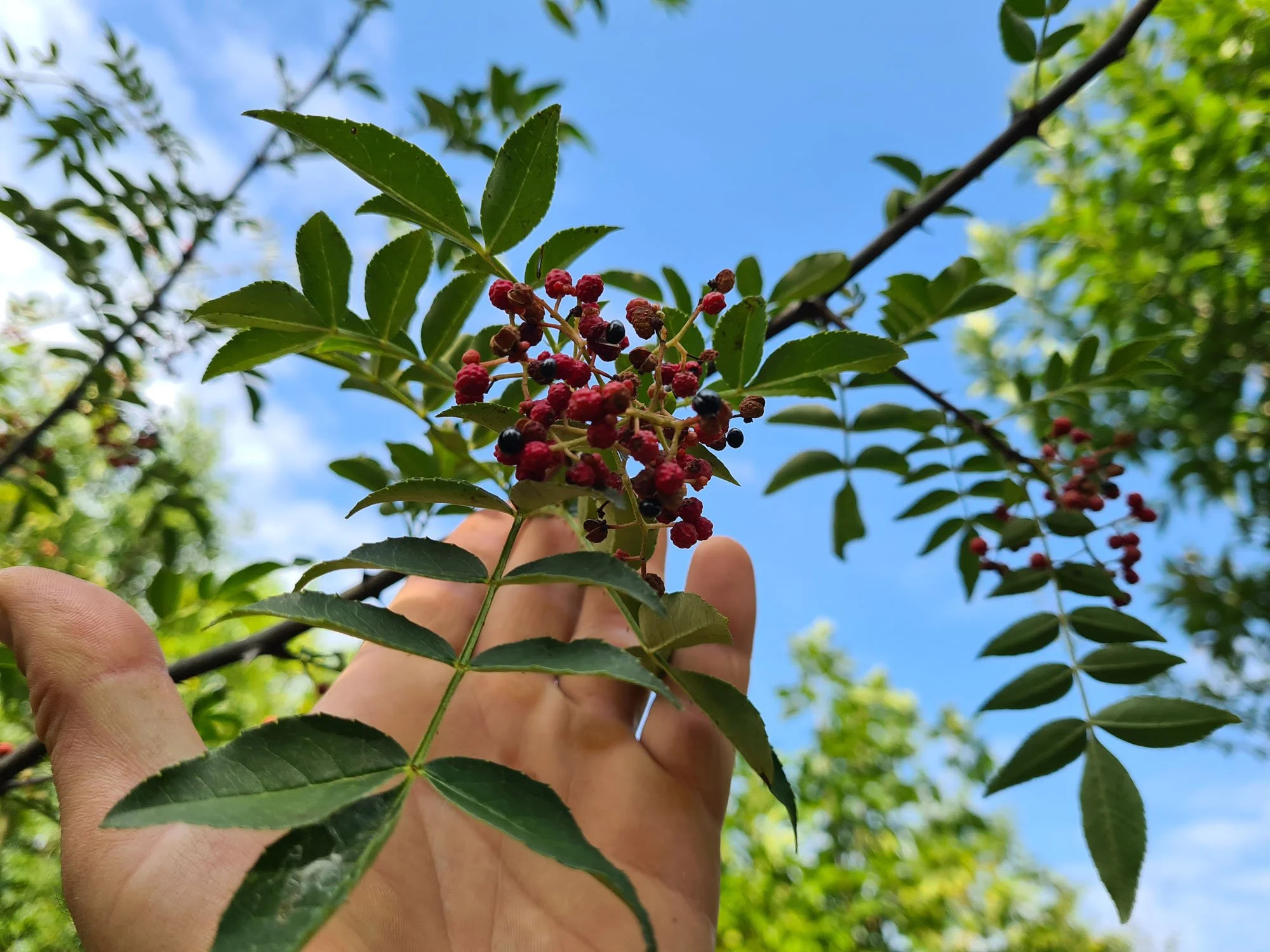 NOVO - Sečuanski papar - Zanthoxylum schinifolium - sadnice