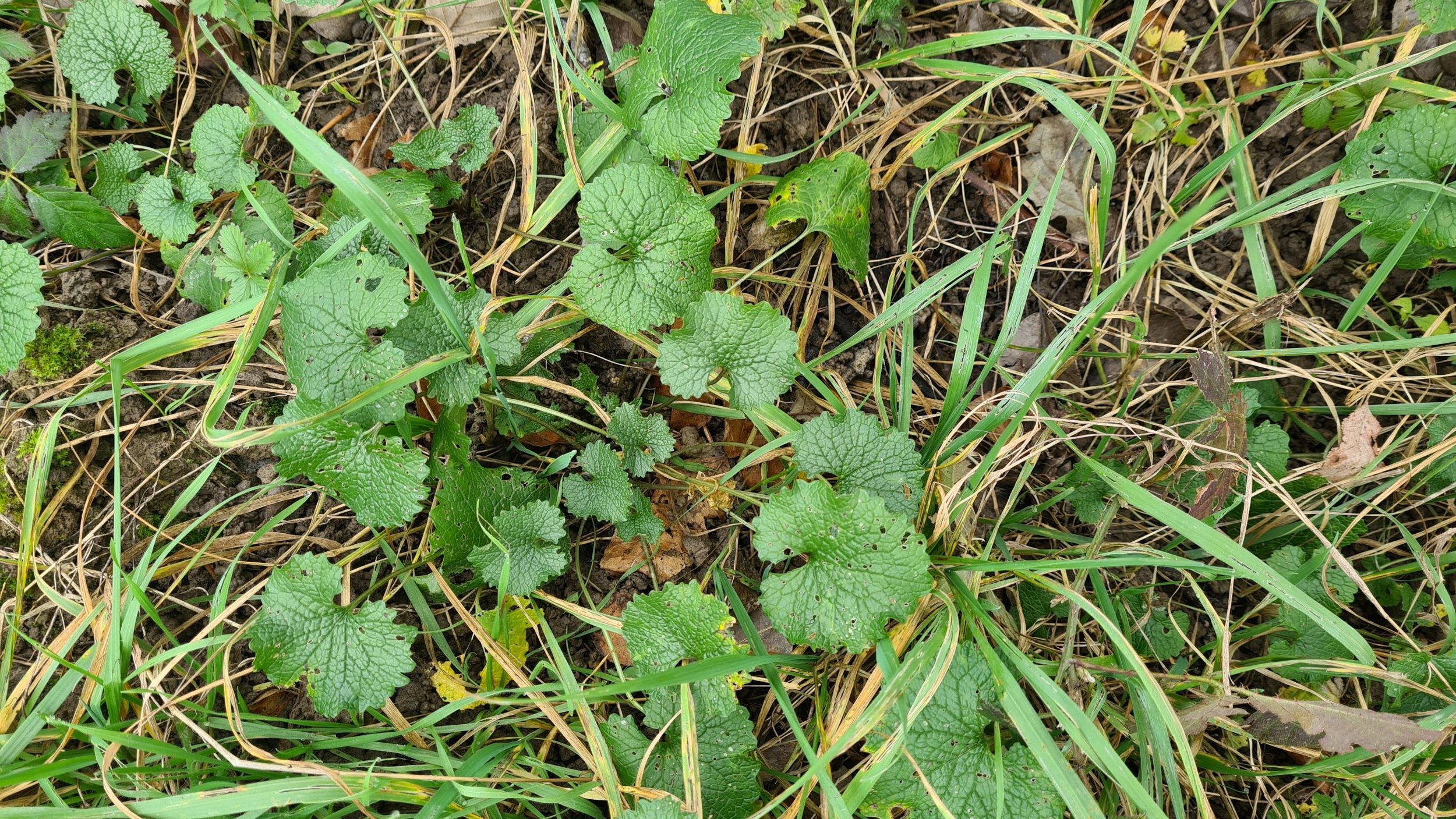 Češnjača - Alliaria petiolata