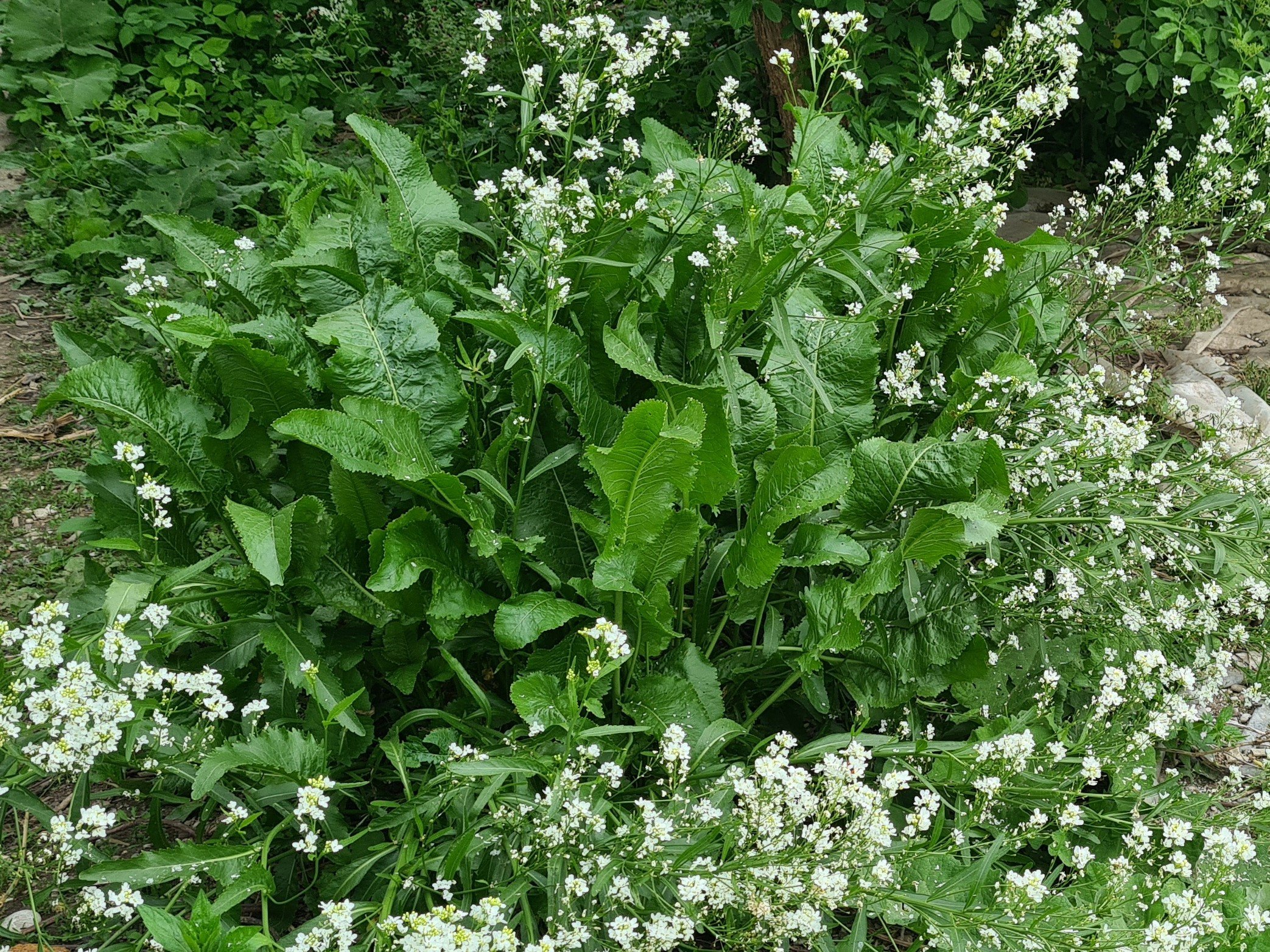 Biljka hrena (Armoracia rusticana) u cvatu