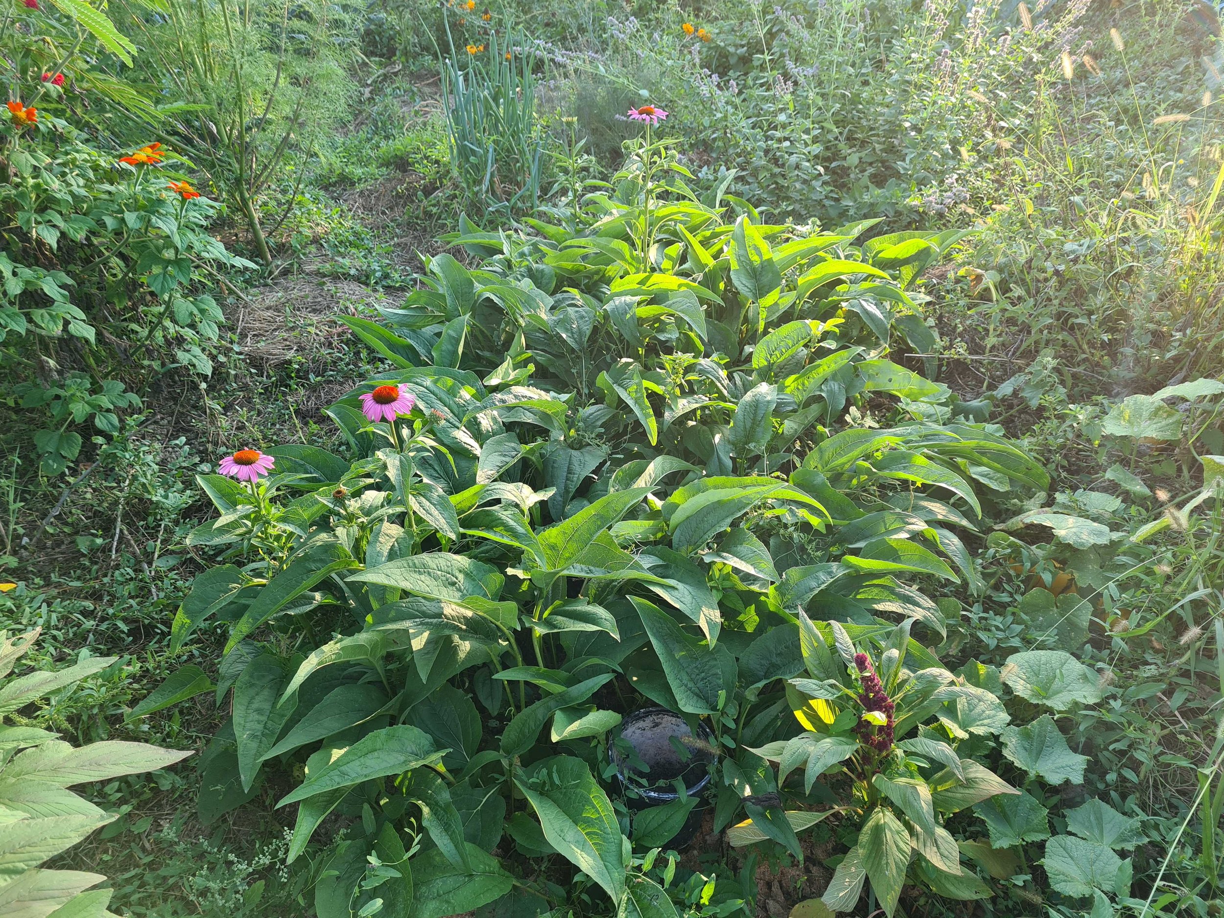 vrtna gredica prepuna echinacea purpurea