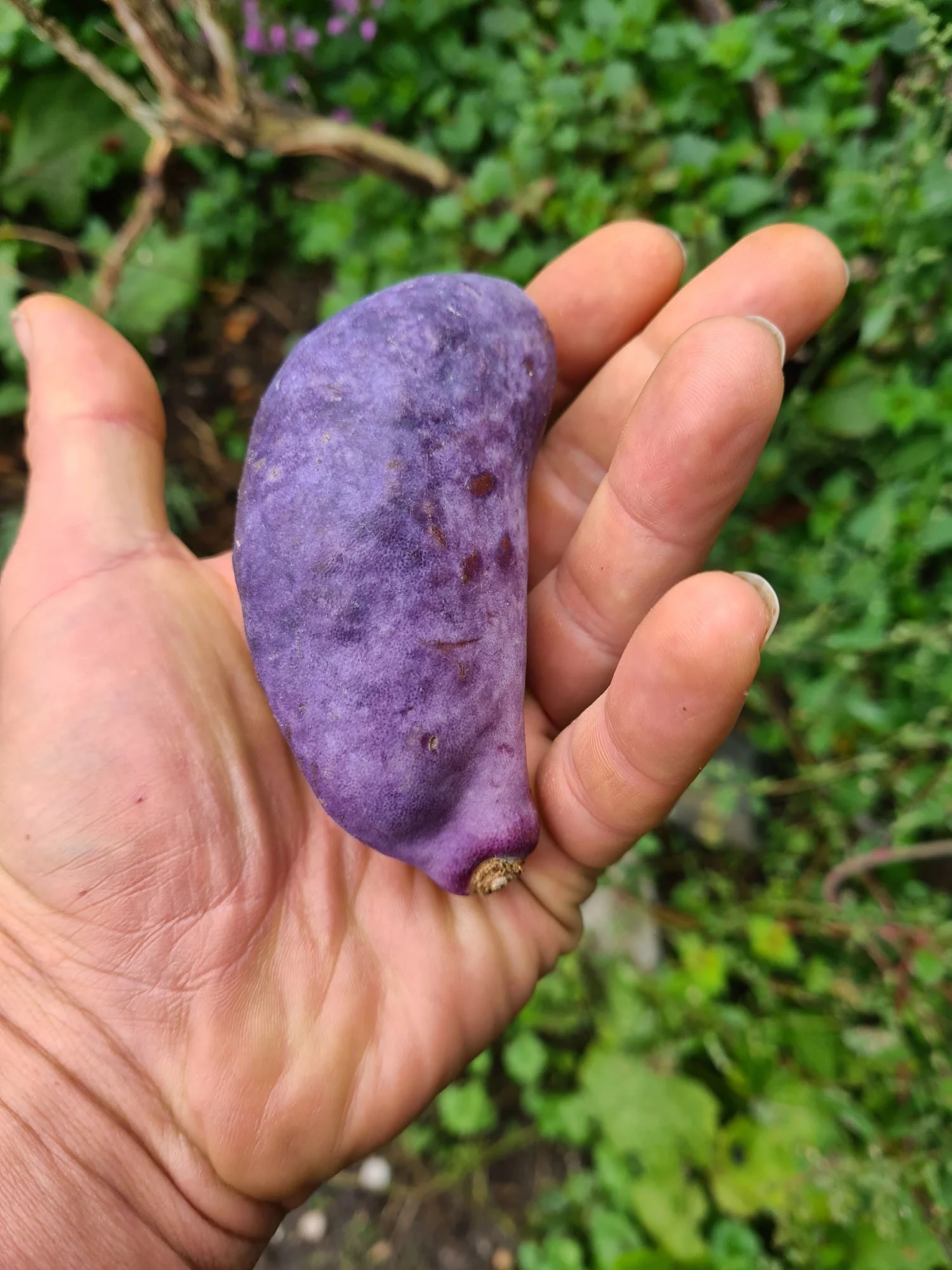 zatvoreni ljubičasti plod akebije (akebia quinata) u ljudskoj ruci