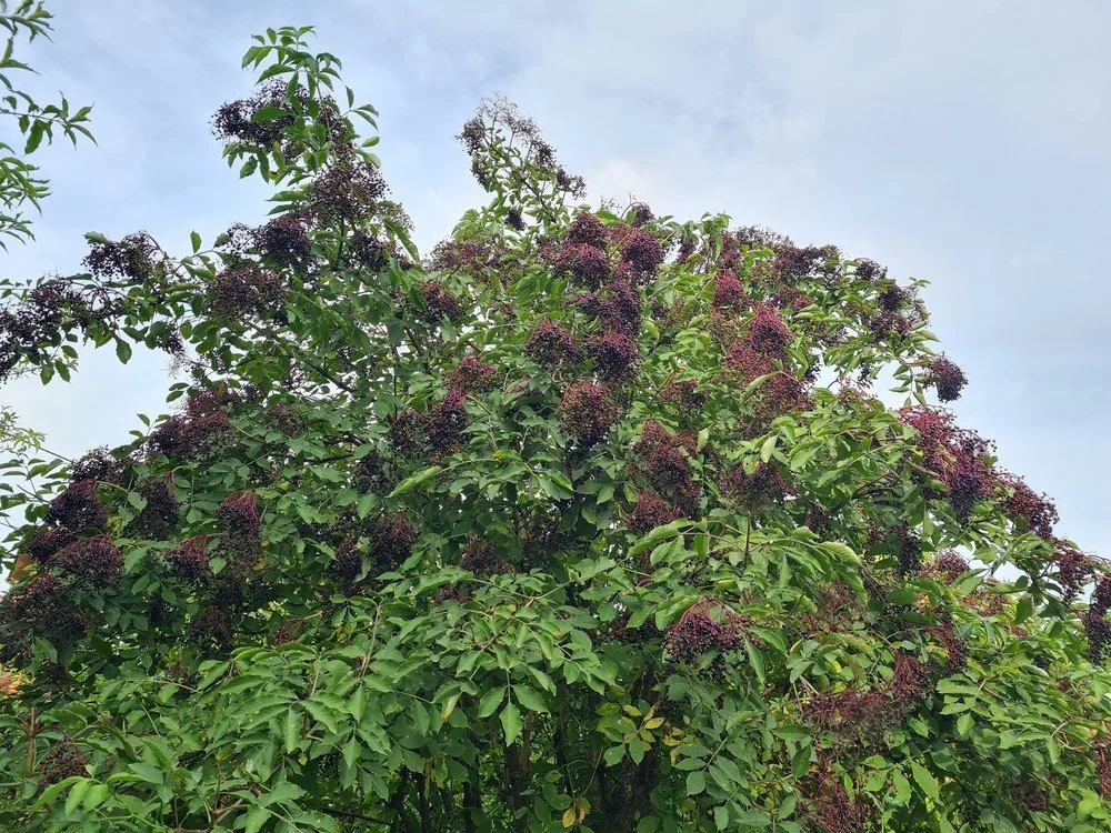 Bazga - sorta Haschberg i divlja - Sambucus nigra - sadnice