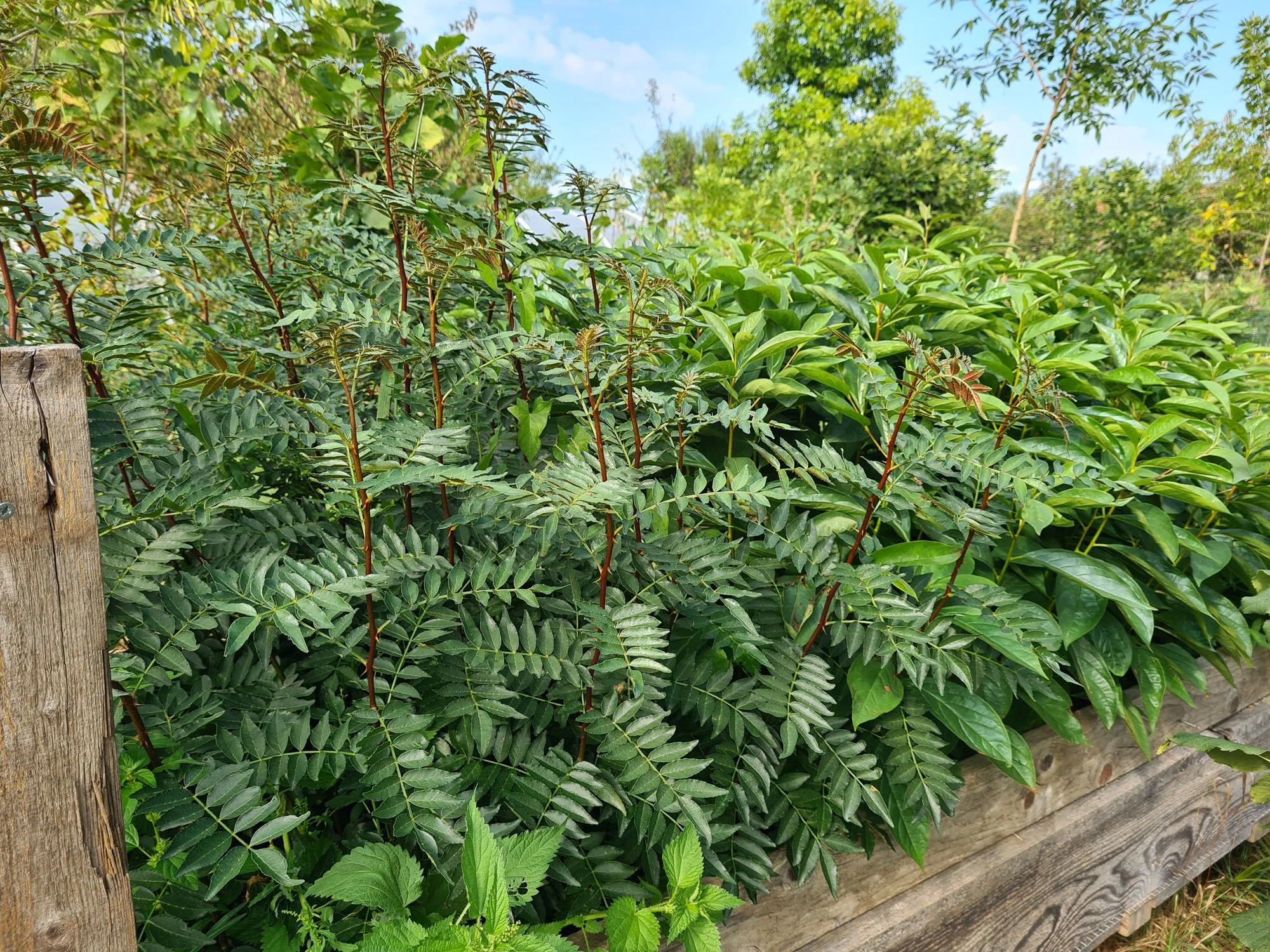 sadnice sečuanskog papra (zanthoxylum schinifolium) na gredici