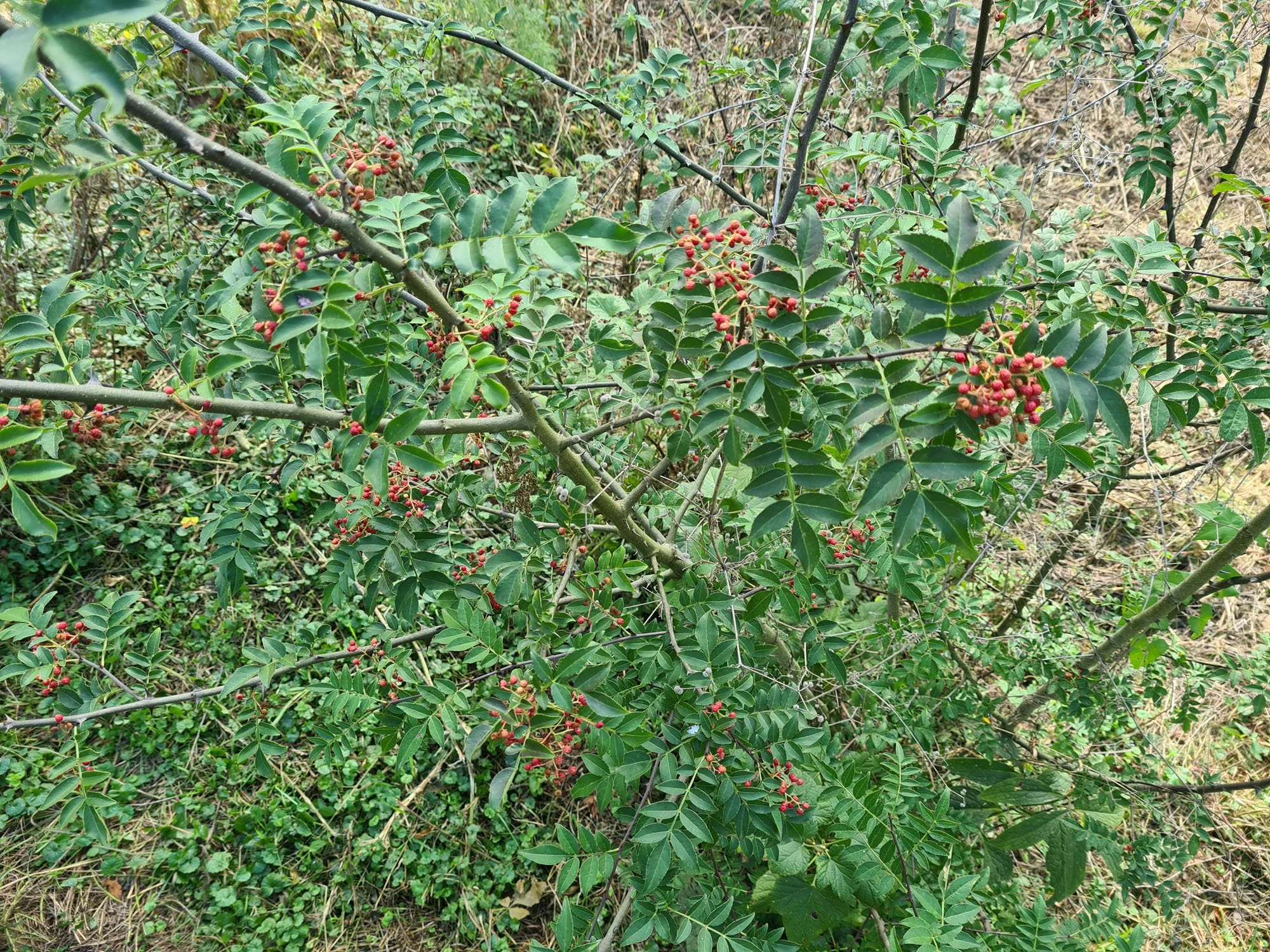 stablo sečuanskog papra (zanthoxylum schinifolium) sa plodovima slikano odozgo