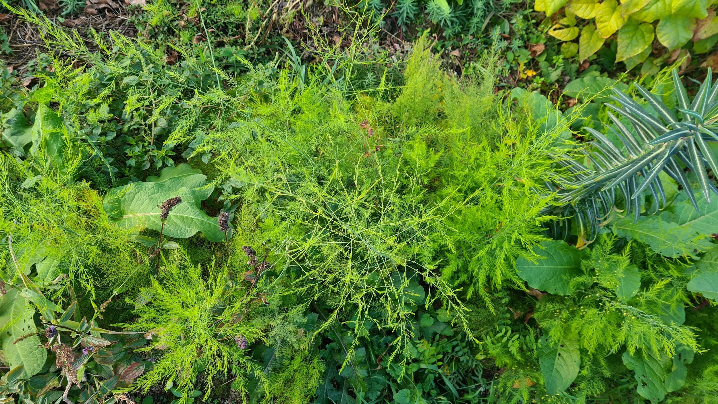 Sadnice šparoga (Asparagus officinalis) na gredici