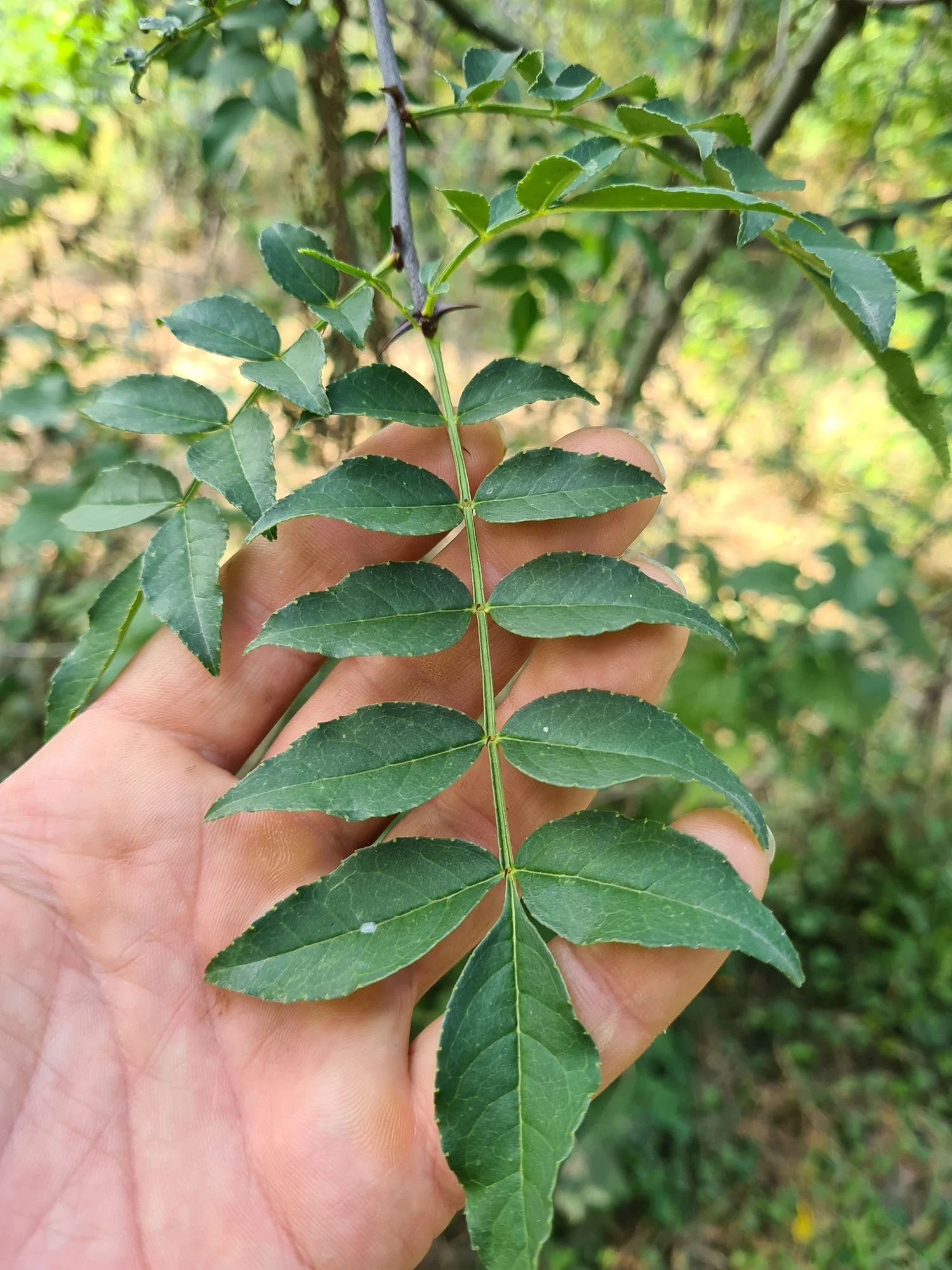 list sečuanskog papra (zanthoxylum schinifolium) slikan iz blizine