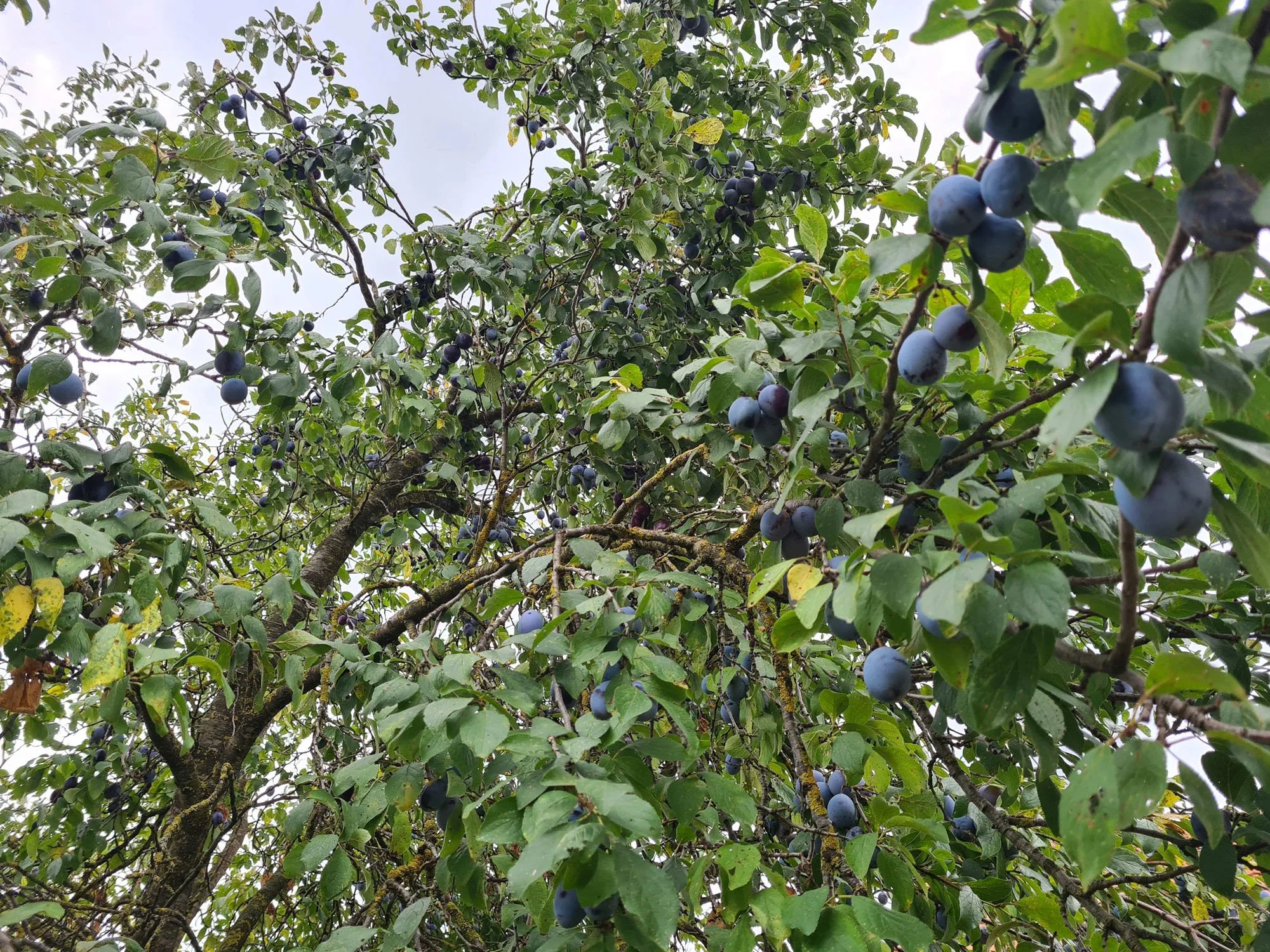 Šljiva Bistrica - Prunus domestica - sadnice
