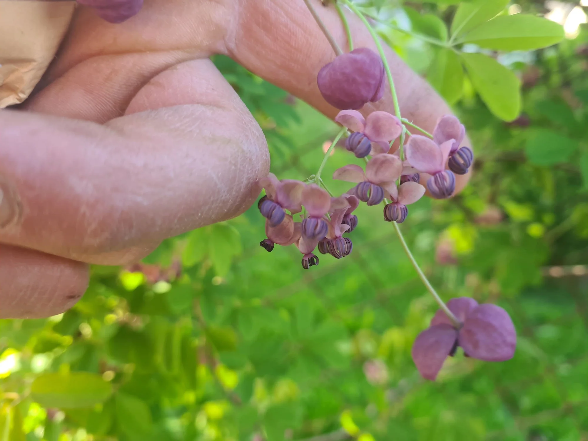 cvijetovi akebije ( akebia quinata)