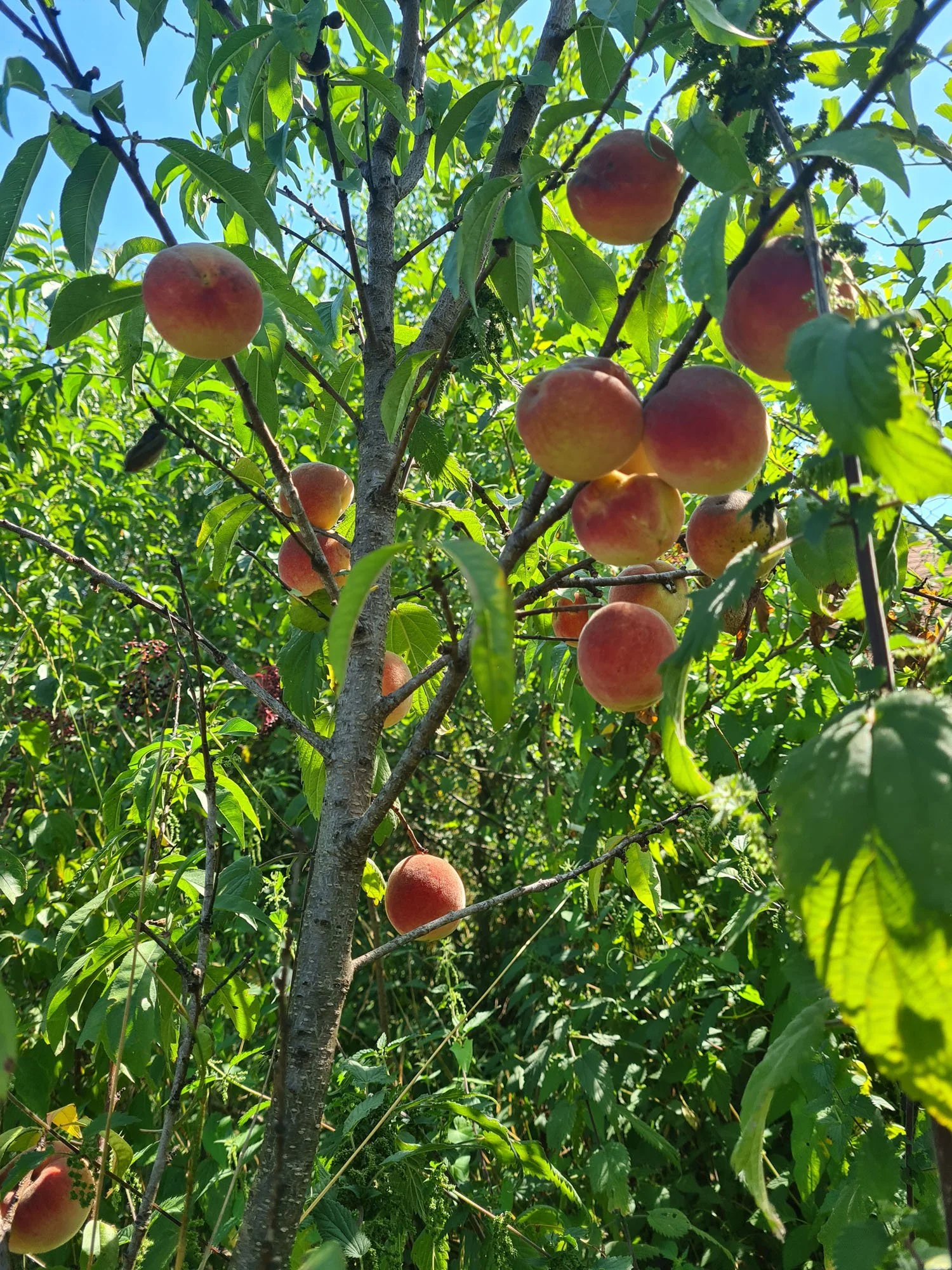 Breskva vinogradarka - Prunus persica - sadnice
