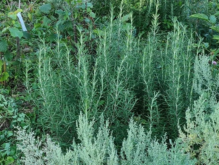 Ružmarin - Rosmarinus officinalis - sadnice - NIJE DOSTUPNO OVE SEZONE