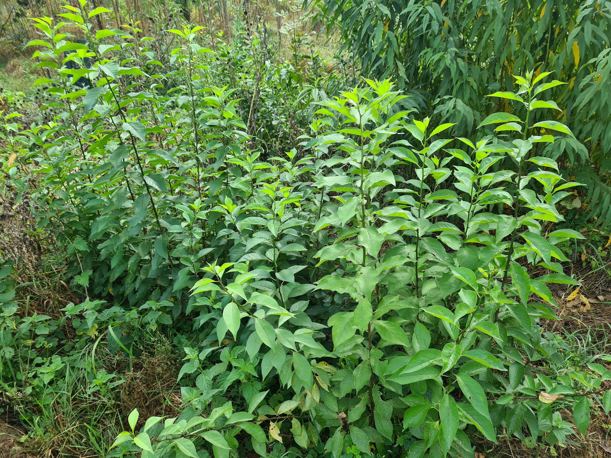 sadnice maklure (Maclura pomifera) na gredici
