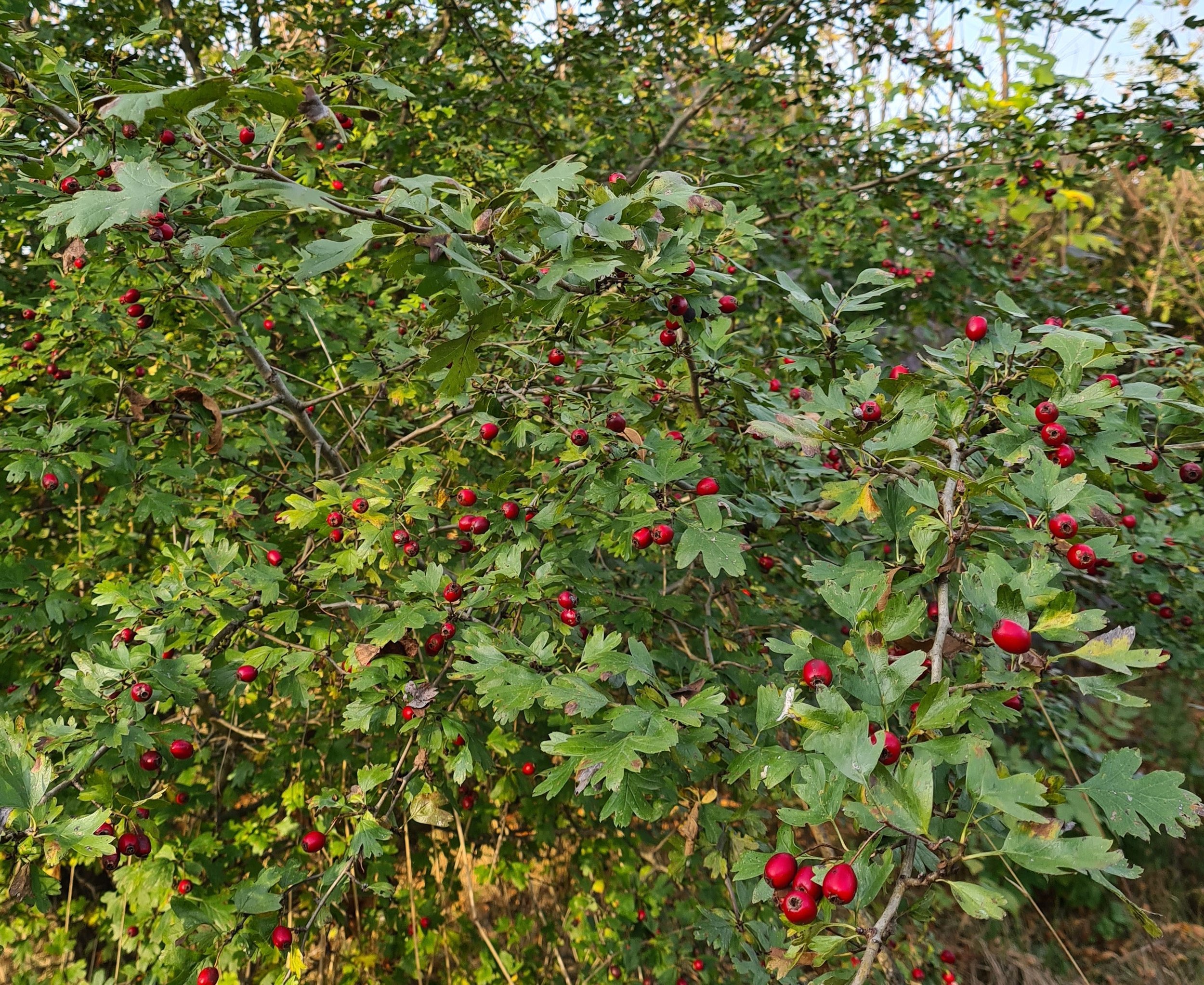 grm bijelog gloga (Crataegus monogyna) sa plodovima