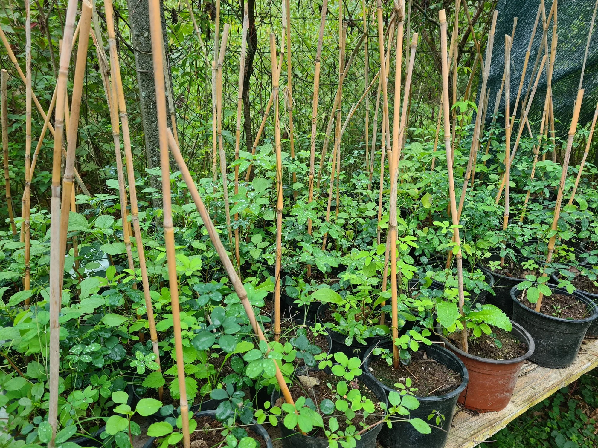 jednogodišnje sadnice akebije (akebija quinata) u kontejnerima promjera 16 cm
