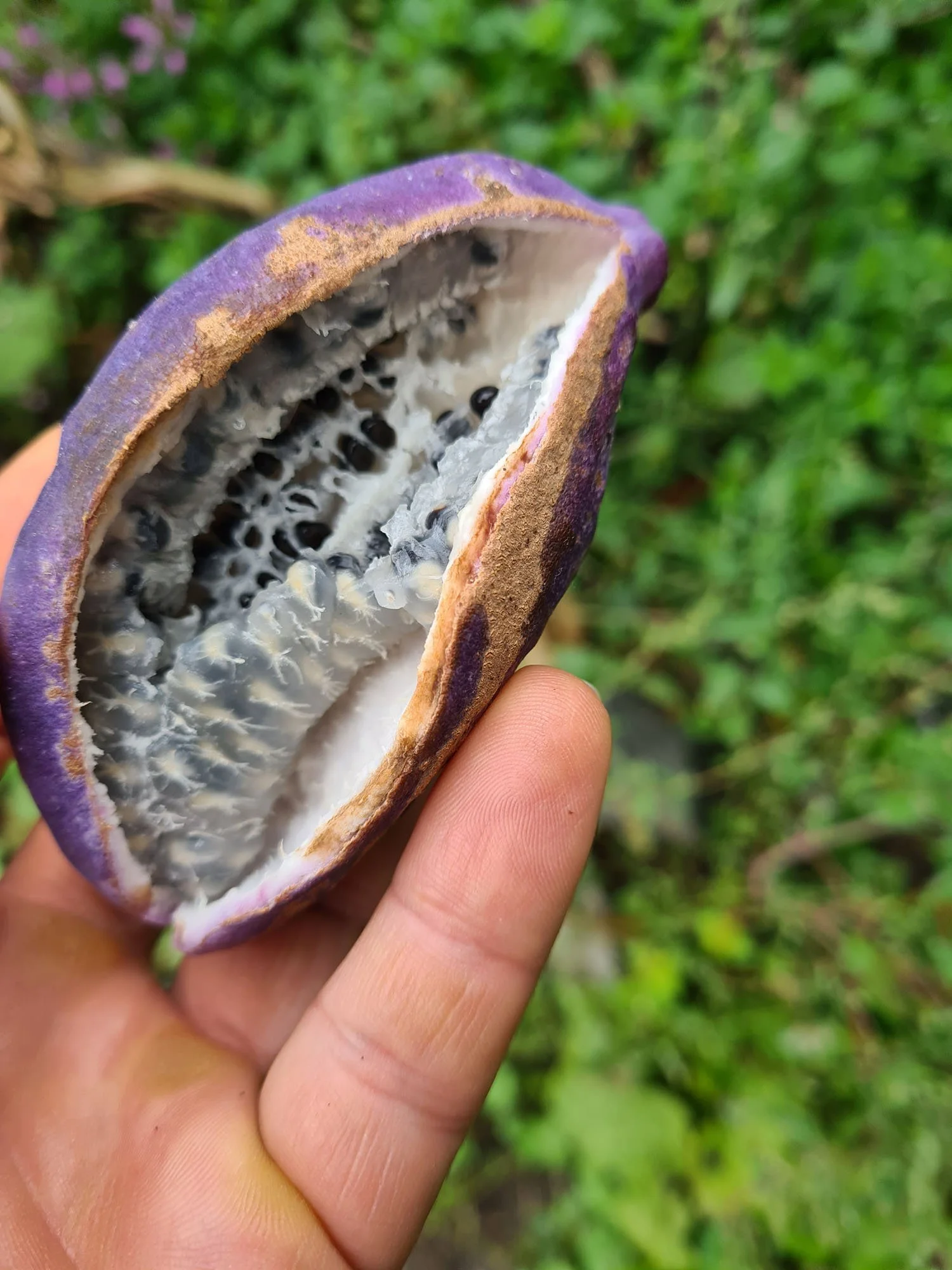 NOVO - Akebija - Akebia quinata - sadnice