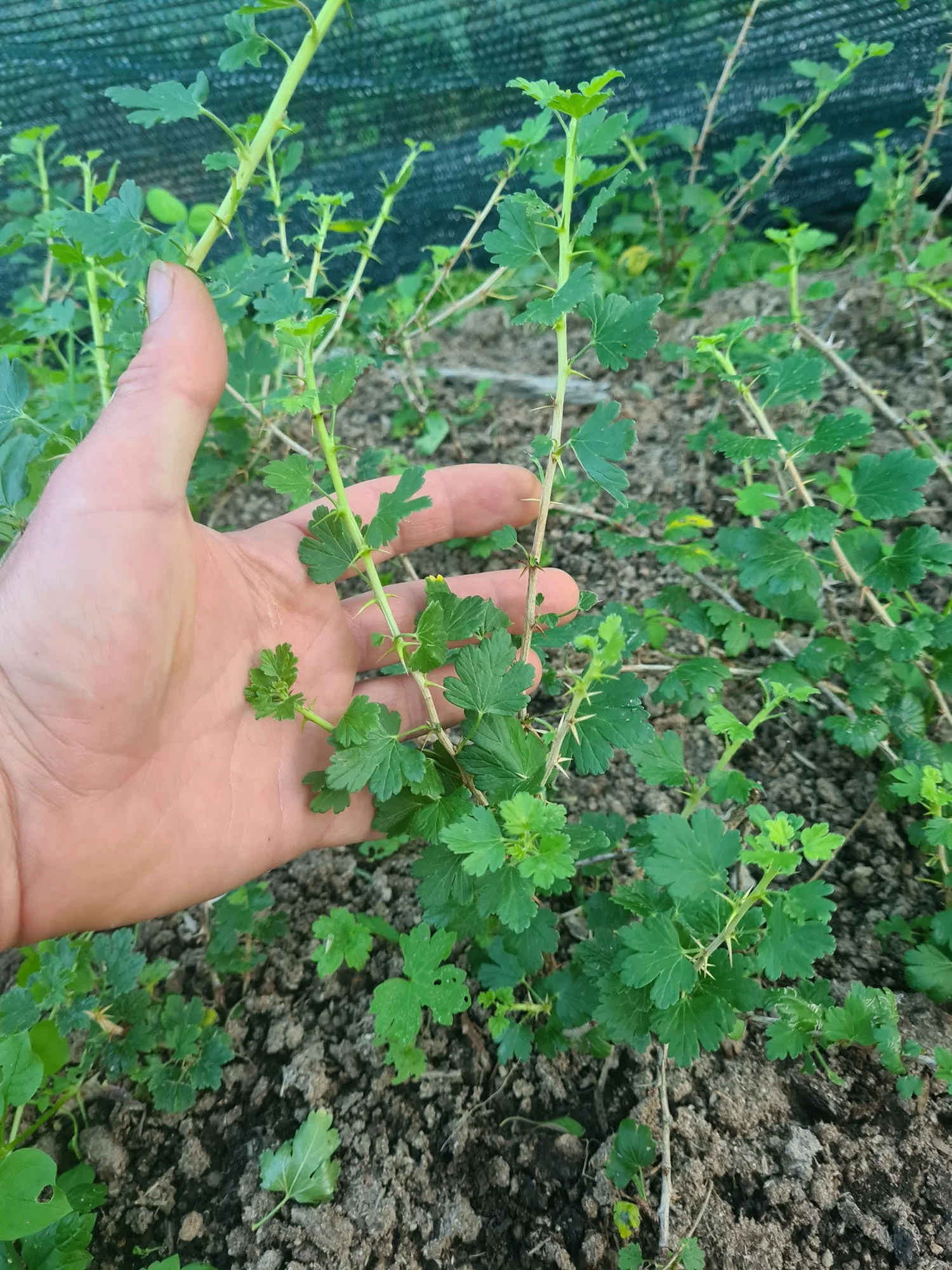 sadnica crvenog ogrozda na gredici sa ljudskim dlanom u pozadini