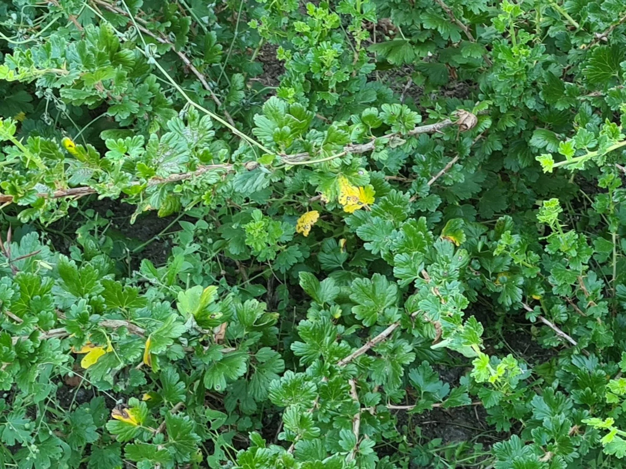 grm crvenog ogrozda u vegetaciji