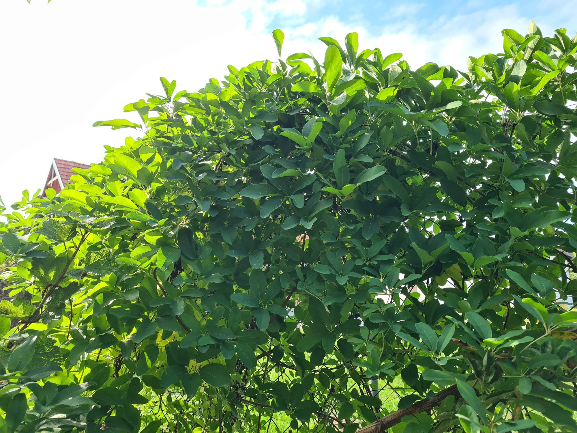 biljka penjačica akebija (akebija quinata) u vegetaciji na ogradi