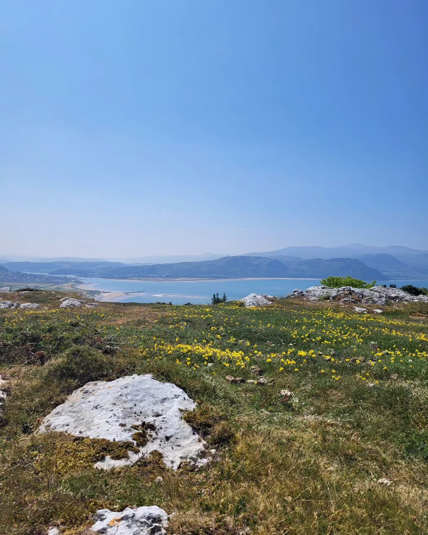 GREAT ORME // Today we have been up on top of the limestone pavements checking on some of our Cotoneaster cambricus which have been planted over the last few years and are in various stages of growth. 

We are doing research with SNS students on the 