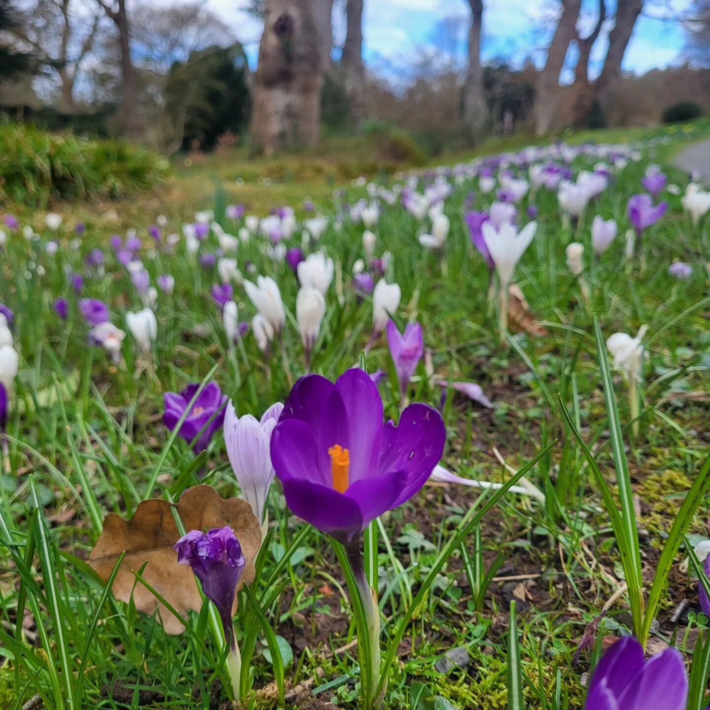 Finally some springtime on the grid 🌱🌷 

#spring #flowers #springday #botany #horticulture #plantlover #plantaddict #botanicgarden