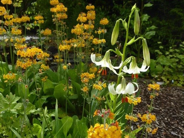 North Wales Arctic Alpine Society:                                      Alan Oatway - Gardening in South Lakeland