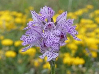 North Wales Arctic Alpine Society: Rosie Turner - Orchids and other plants in the Vercors