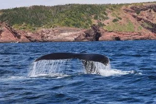 Darlith Goffa Len Beer: Newfoundland’s Natural Wonders