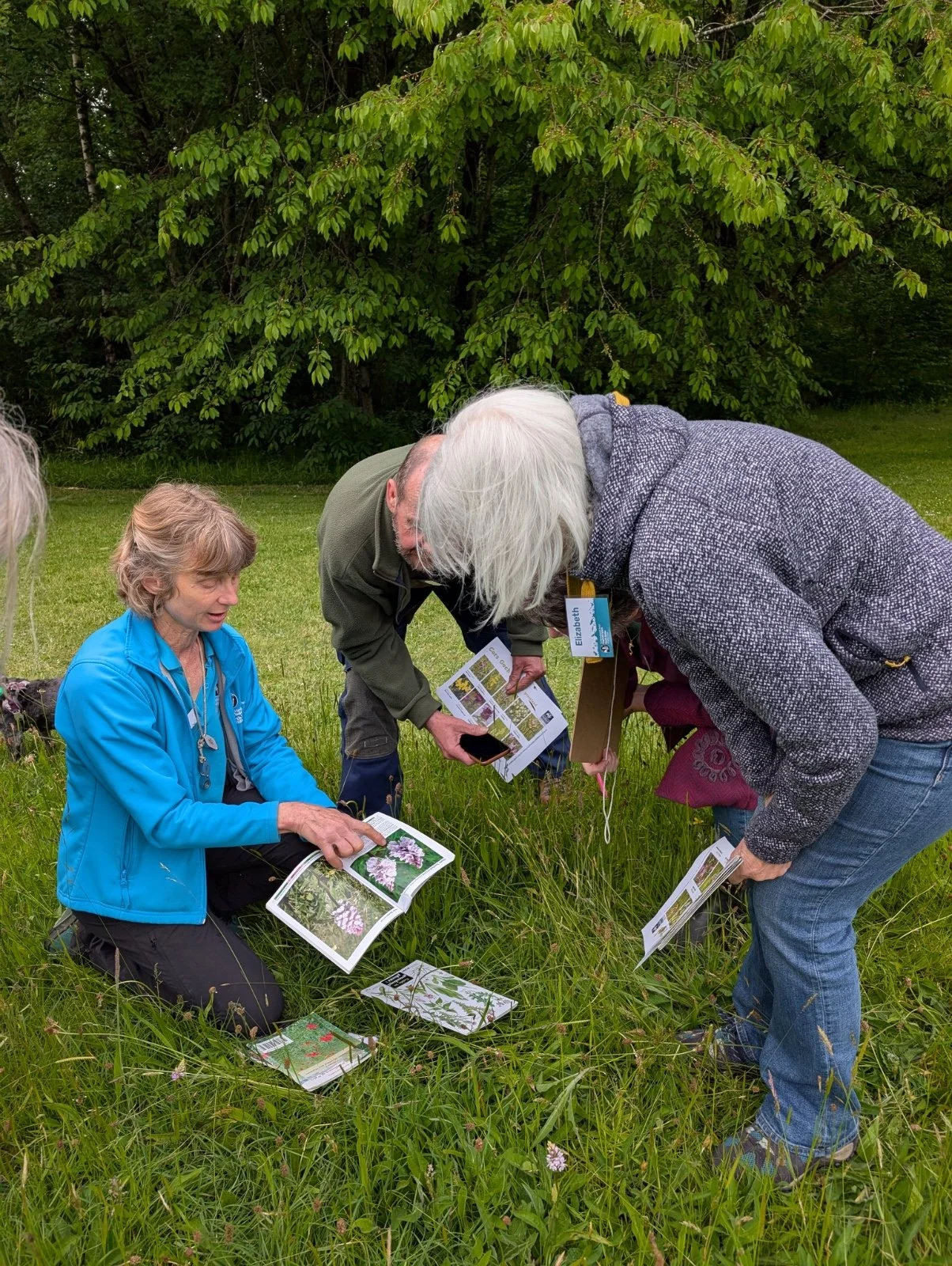 Wildflower walk with Anna Williams