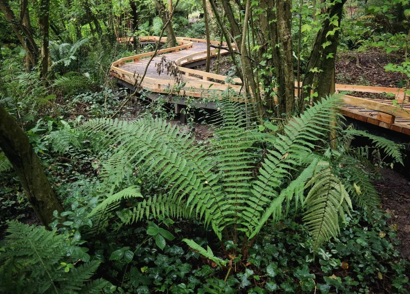 🌿✨️Newyddion mawr o Ardd Fotaneg Treborth!✨️🌿

🌿✨️Big news from Treborth Botanic Garden!✨️🌿

We&rsquo;re thrilled to share that we are now home to the&nbsp;Plant Heritage National Collection&reg;of Welsh native ferns&nbsp;&ndash; the very first N