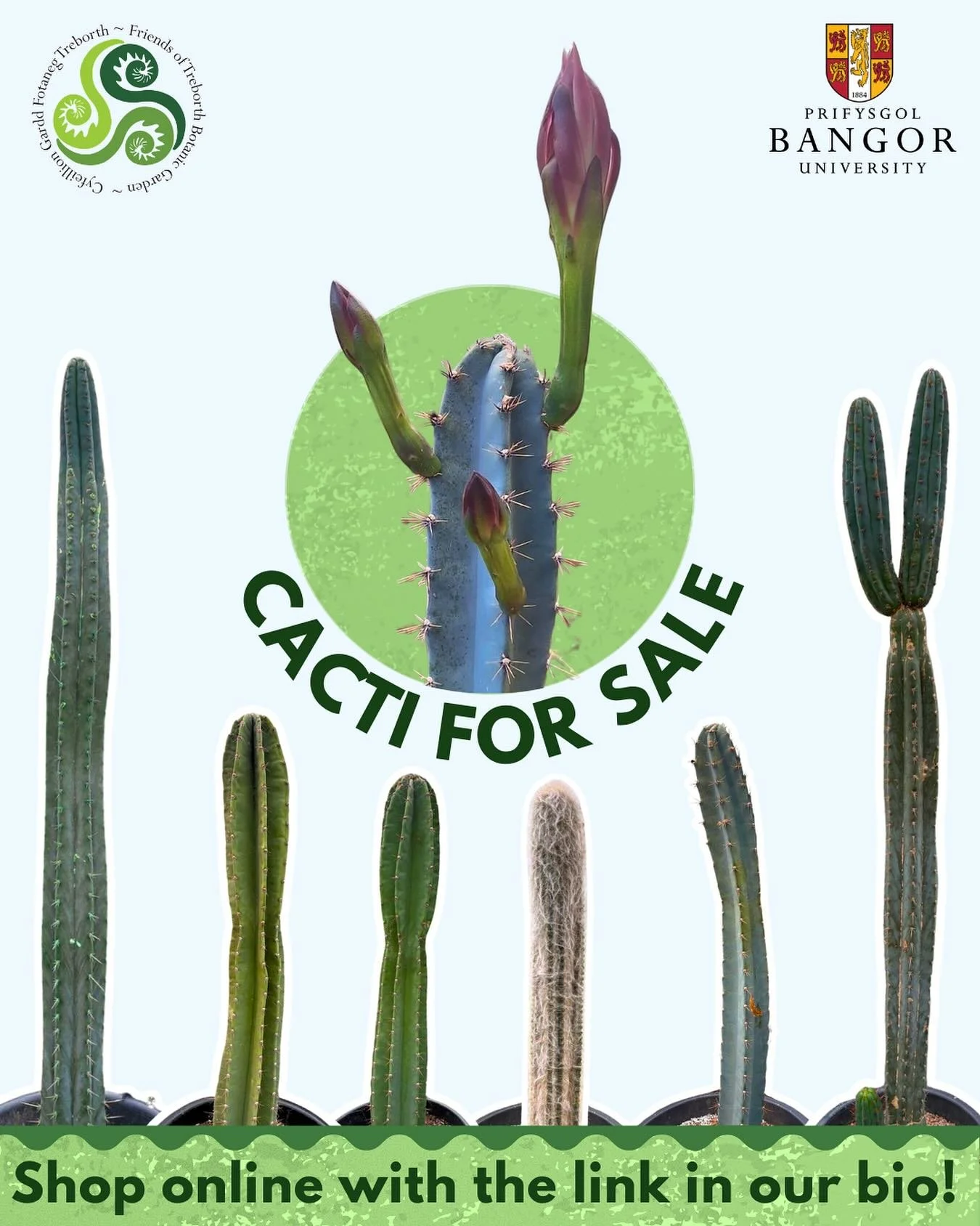 We have a limited stock of some tall cacti for sale! 🌵 

You can see all their details and make a purchase with the link in our bio. They&rsquo;re selling fast so don&rsquo;t miss out!