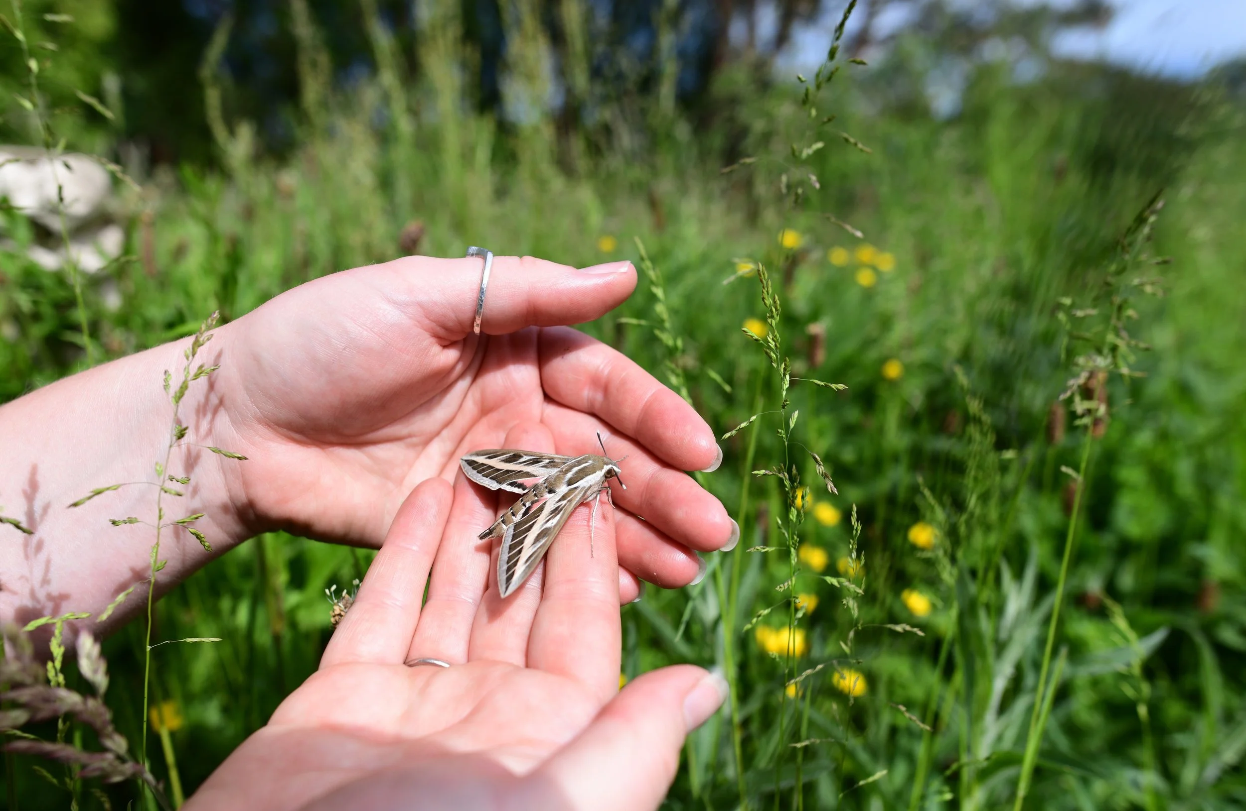 Moth Morning at Treborth Botanic Garden
