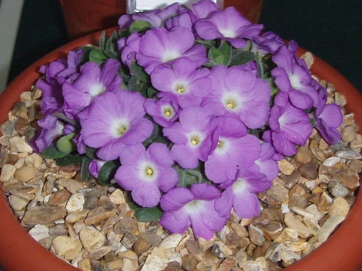 North Wales Arctic Alpine Society: Rob Amos - Conserving Alpines in a Changing World