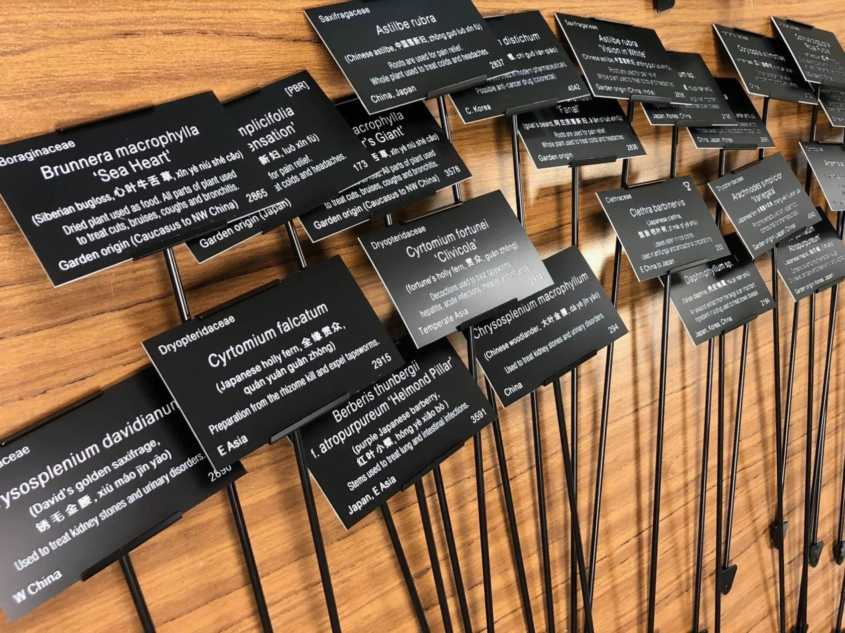 Plant labels.jpg