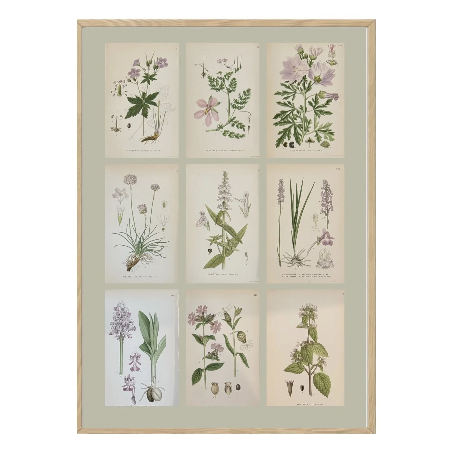 SET OF NINE BOTANICALS