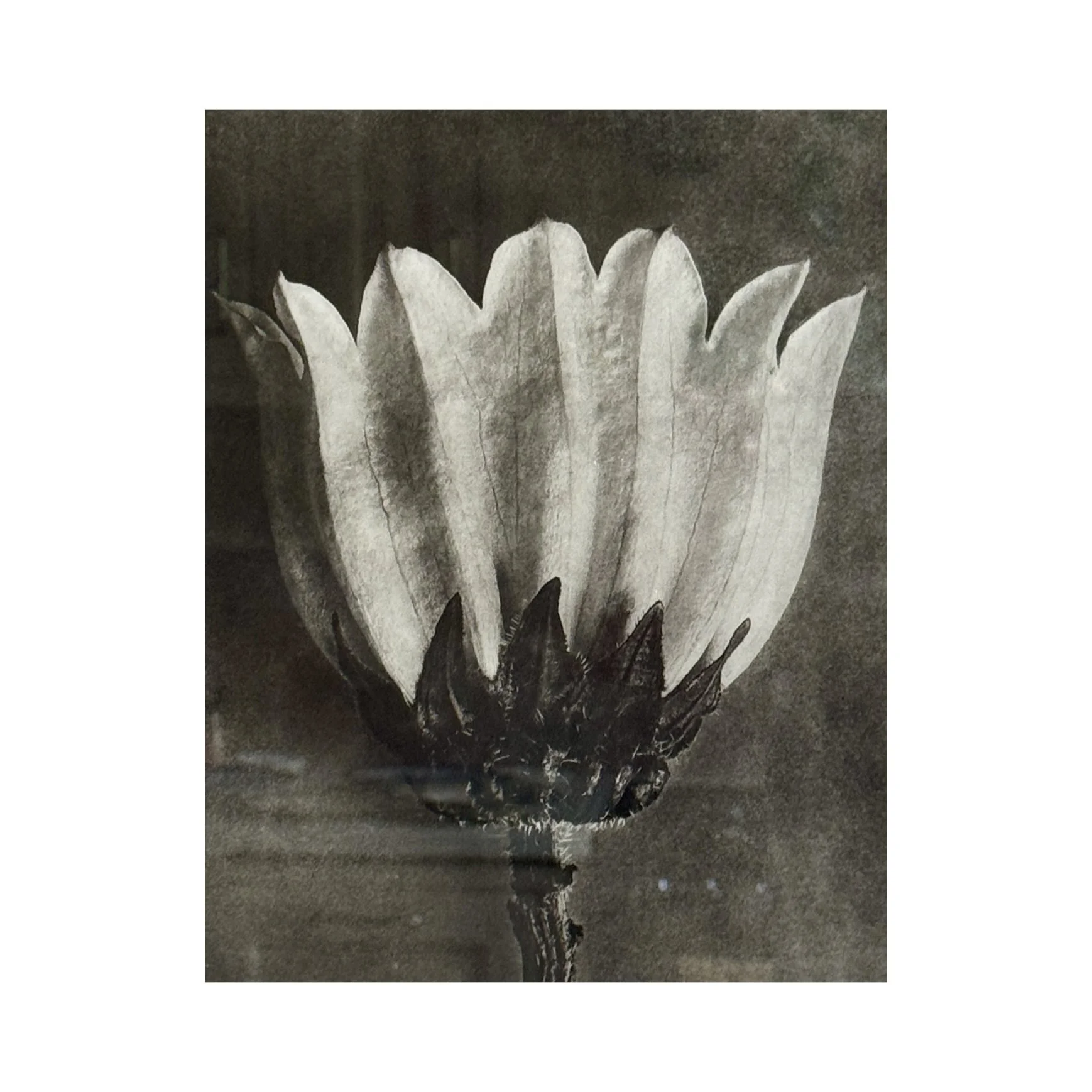 758 BELLFLOWER_BLOSSFELDT_2_web.JPG